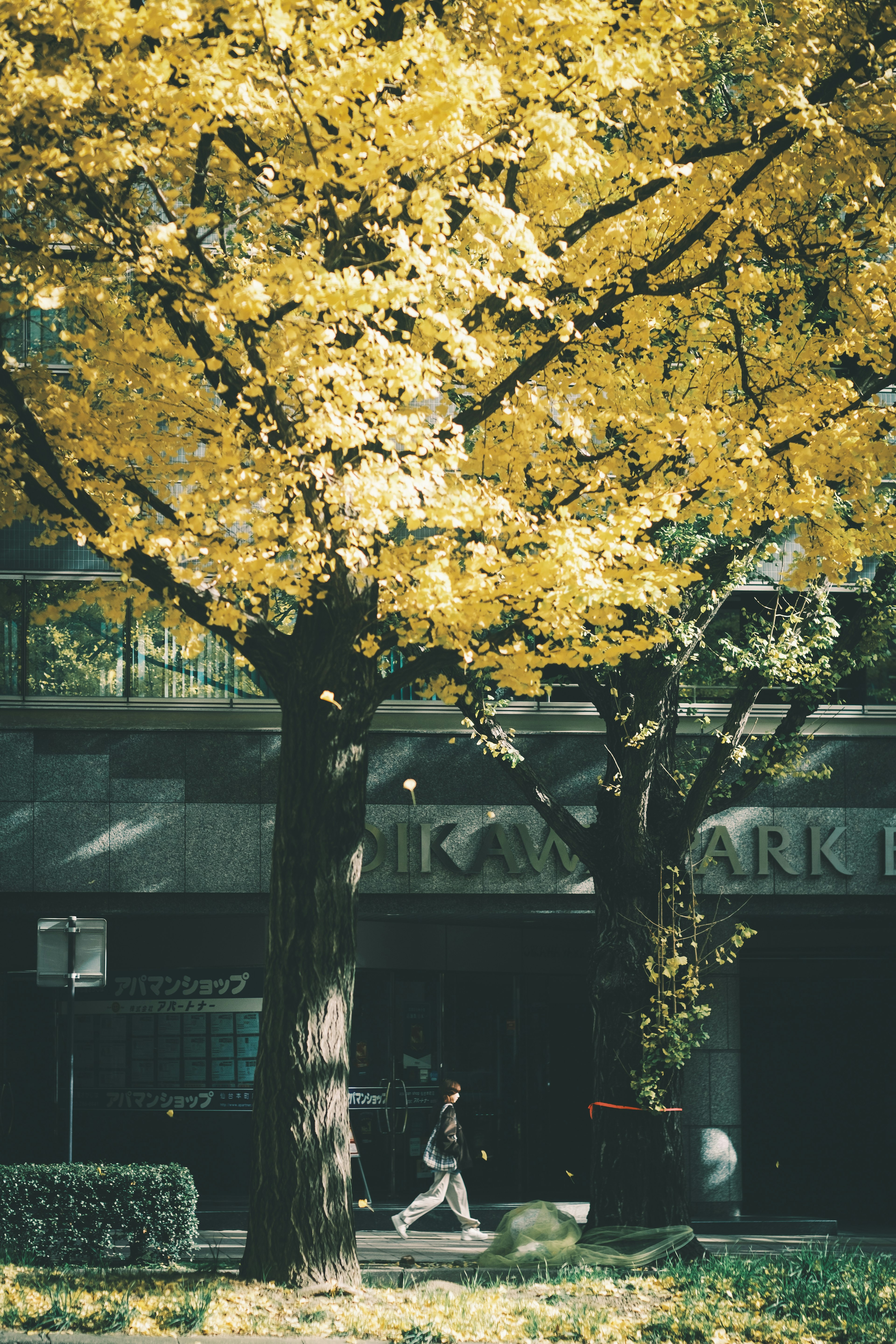 黄色の葉を持つ木々と歩く人が写る都市の風景