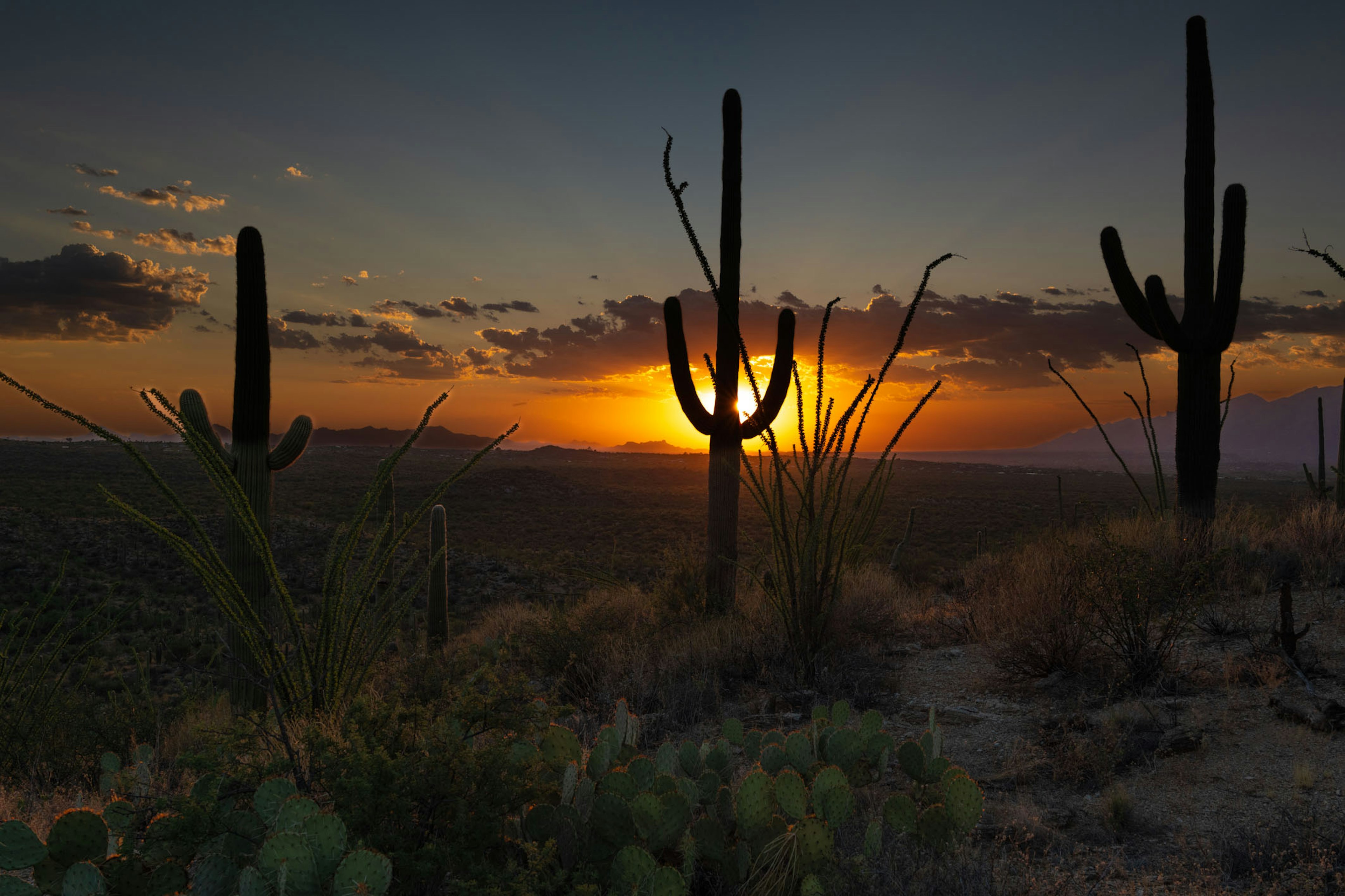 Silhouette of cacti against a vibrant sunset over the desert landscape