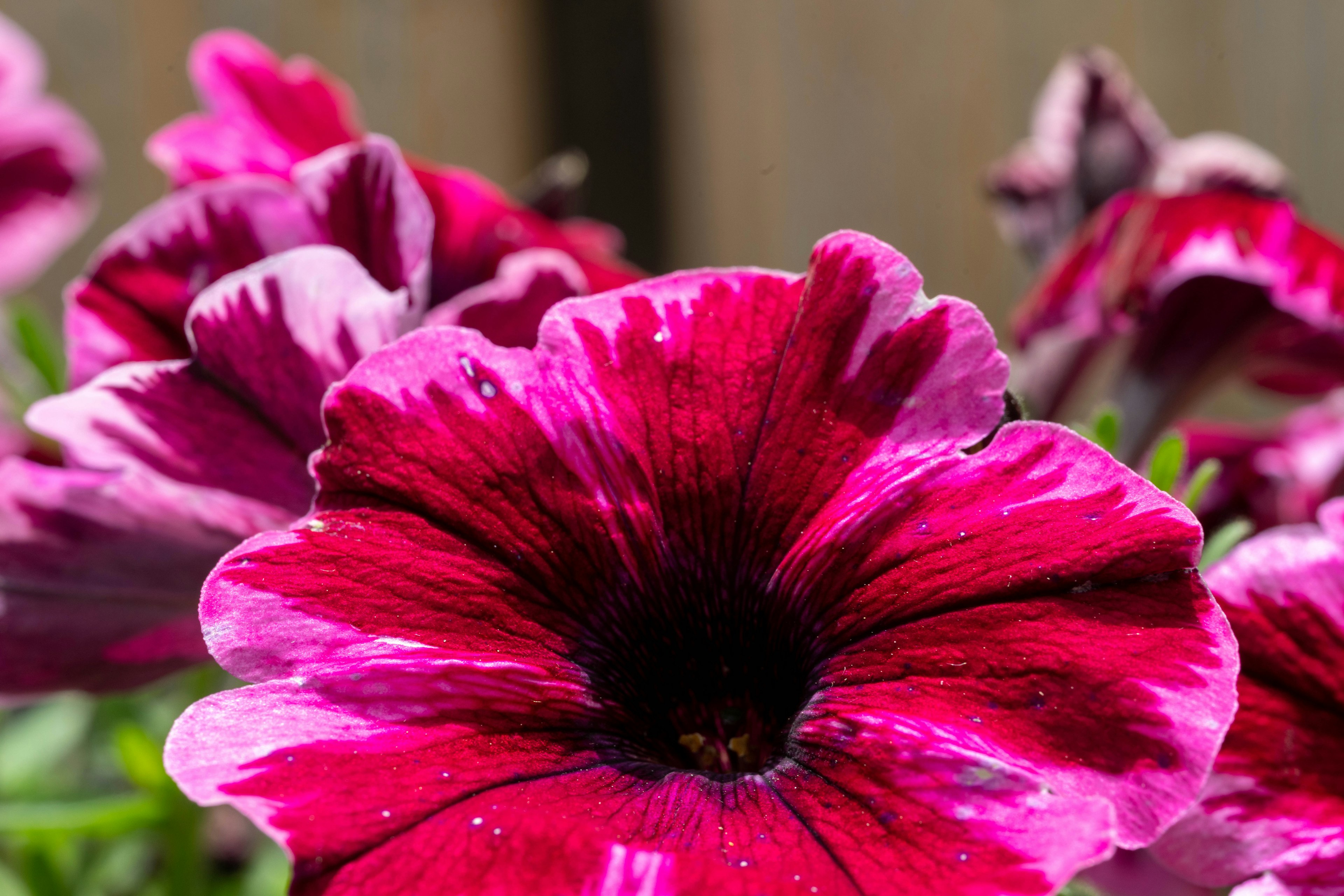 Lebendige rosa und weiße Petunienblüten in voller Blüte