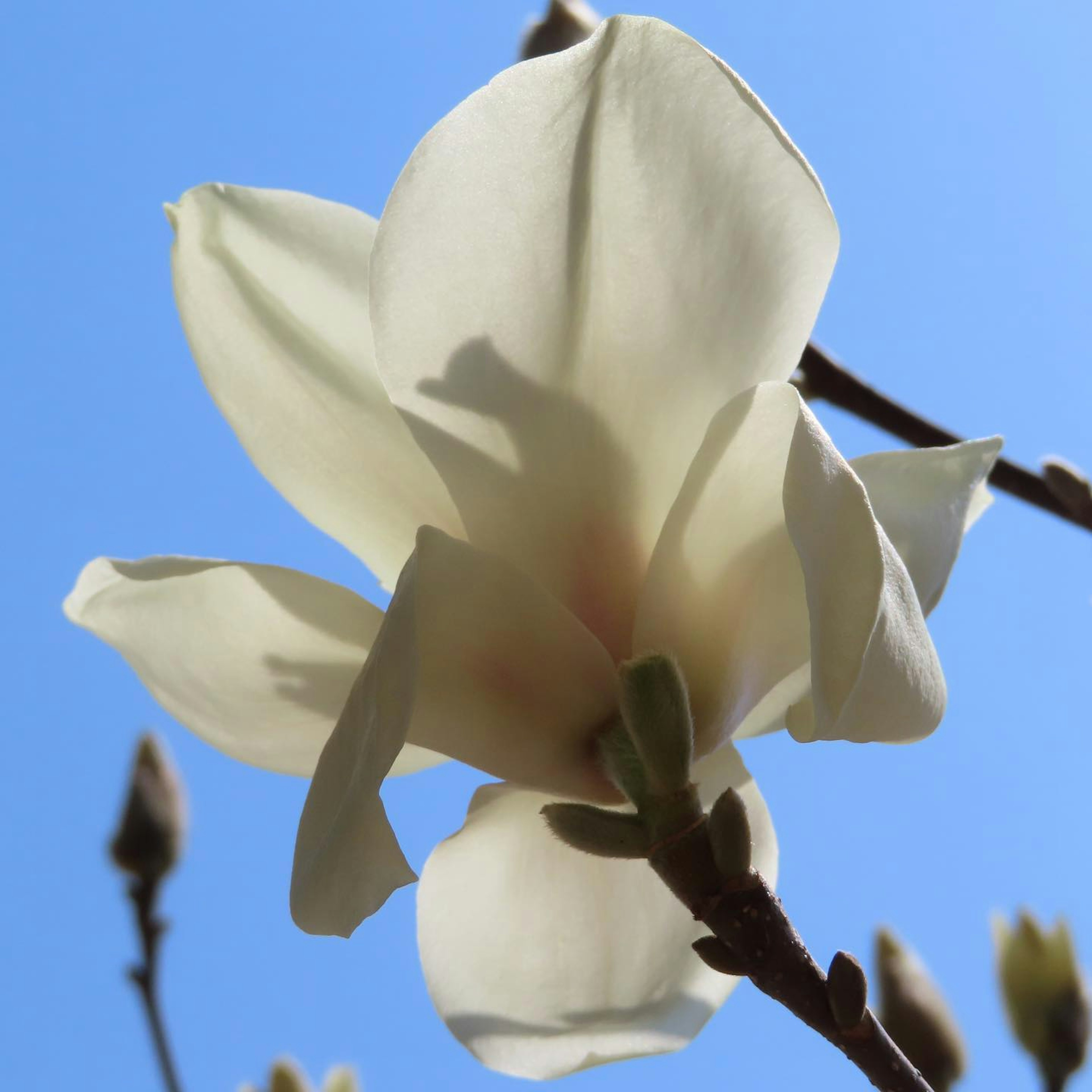 Primo piano di un fiore di magnolia bianca su sfondo di cielo blu