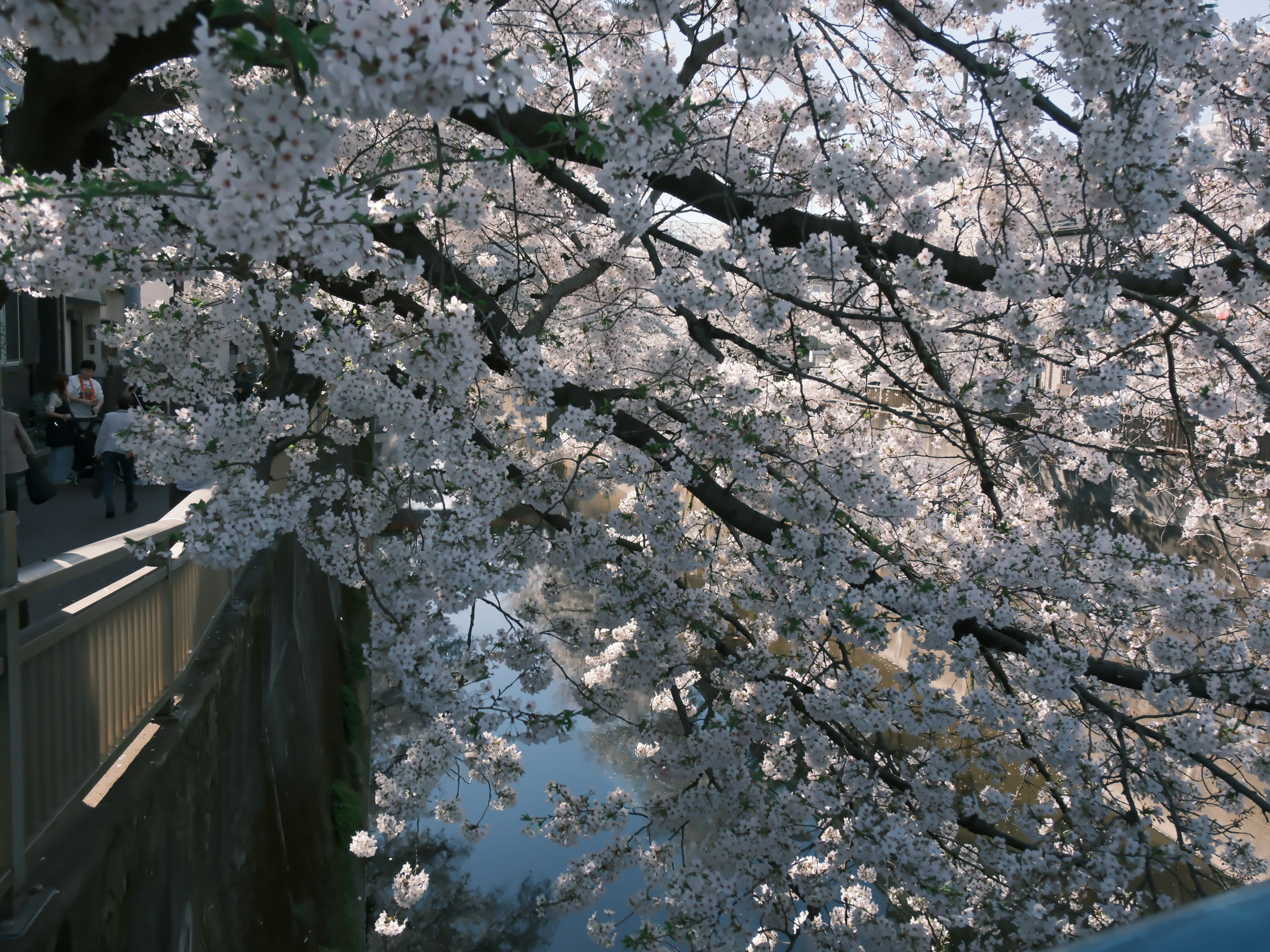 Cherry blossoms blooming over a river