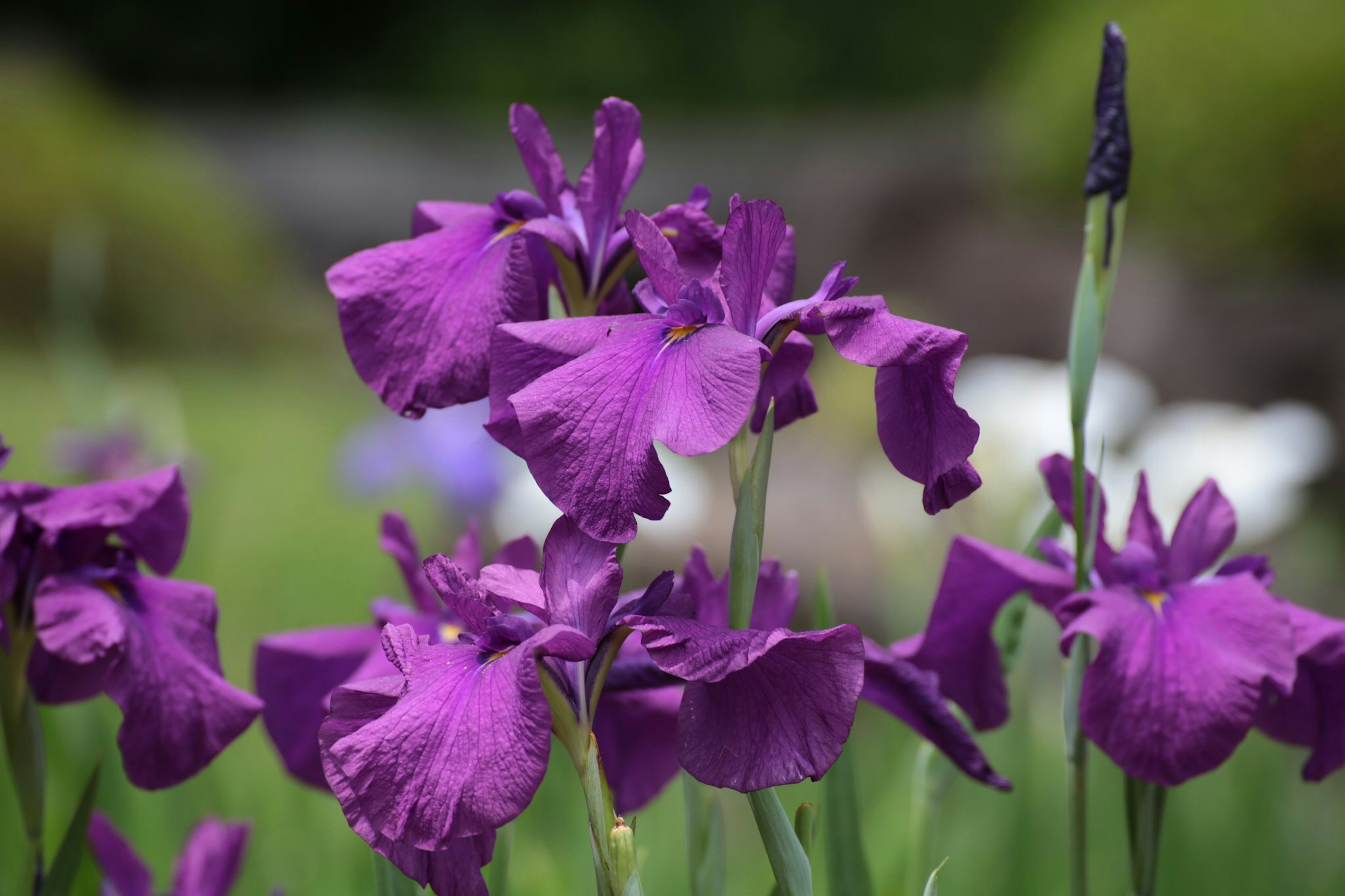 Bunga iris ungu yang cerah mekar di taman