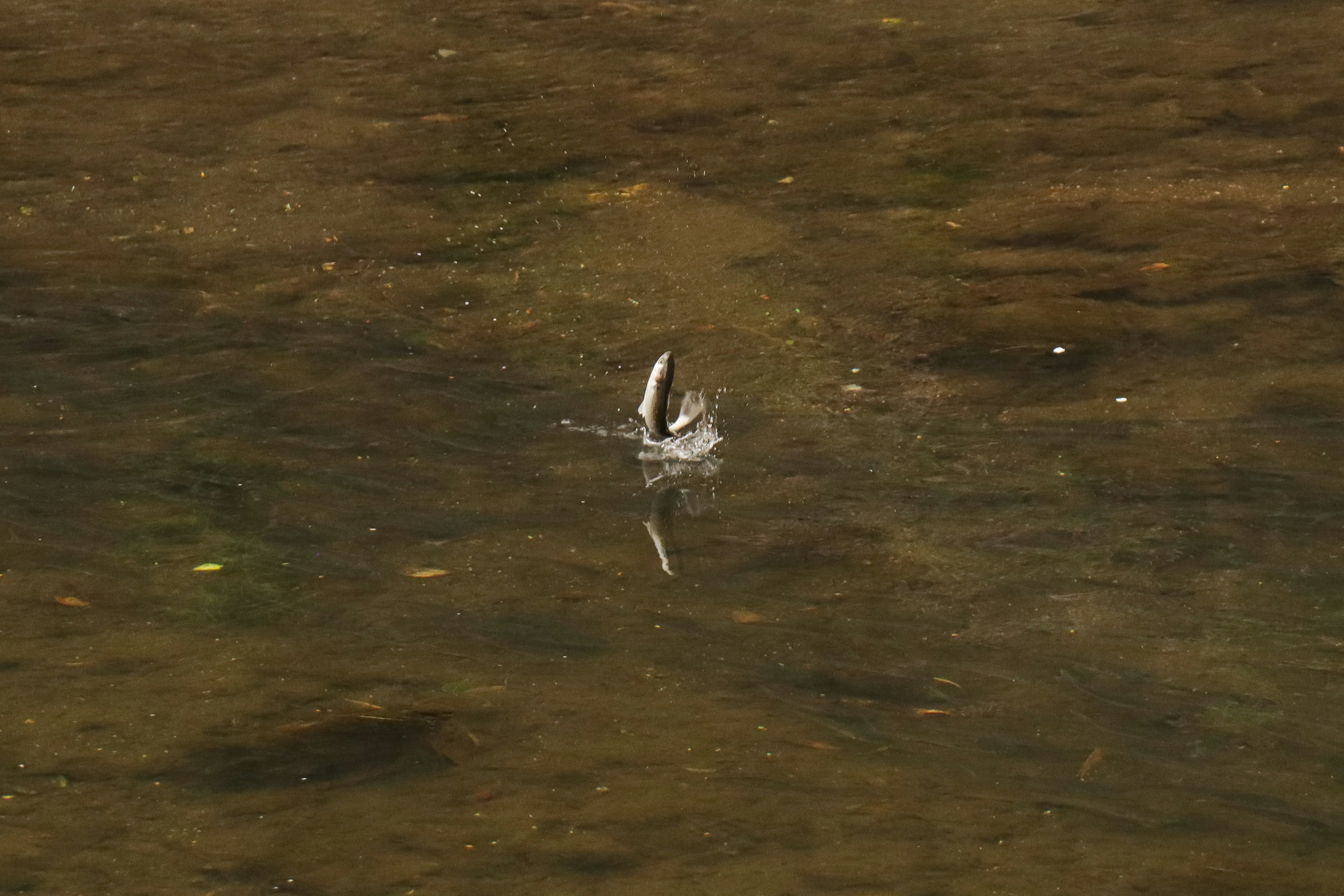 A fish partially leaping from the surface of a calm river