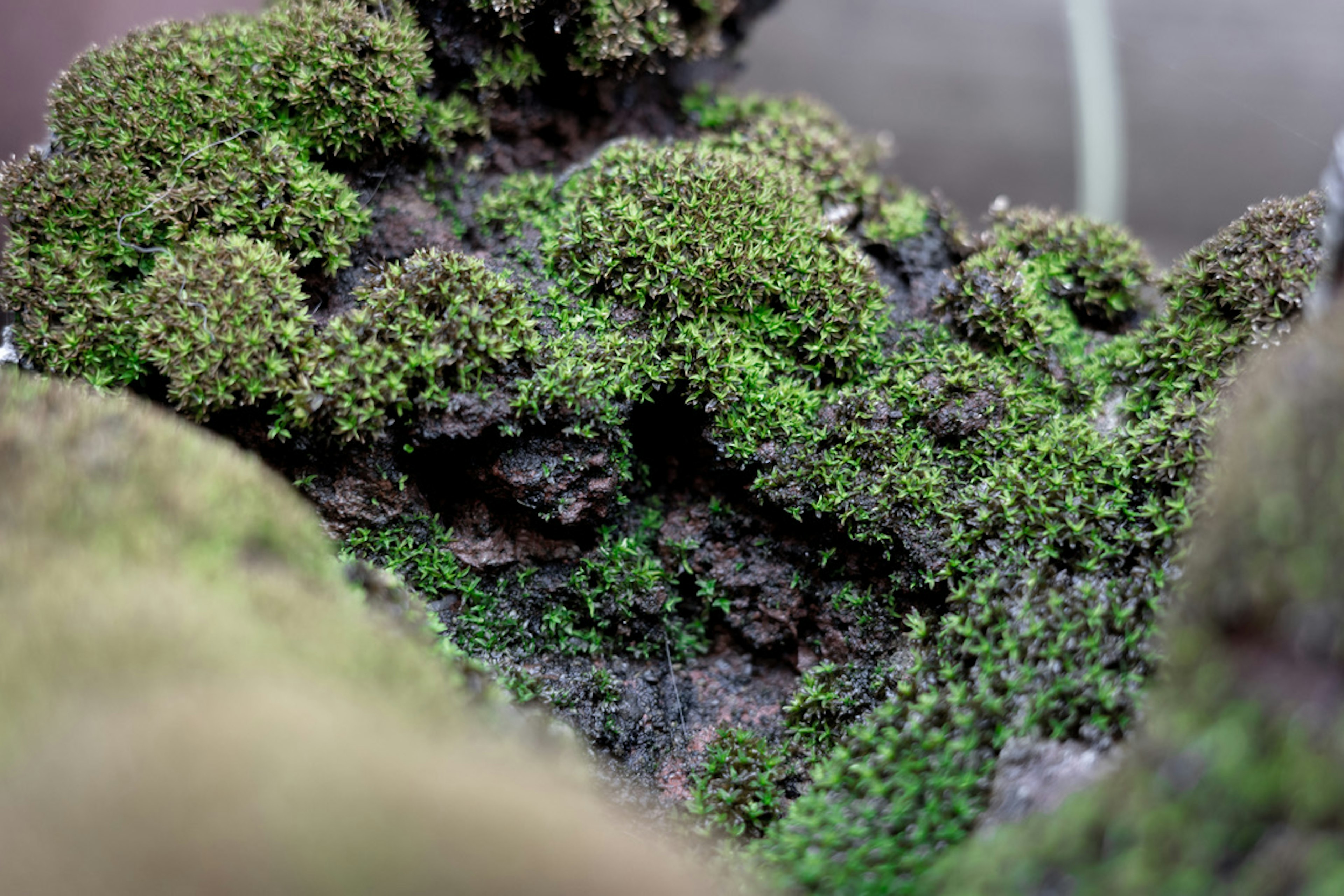 緑色の苔が生えた岩のクローズアップ画像