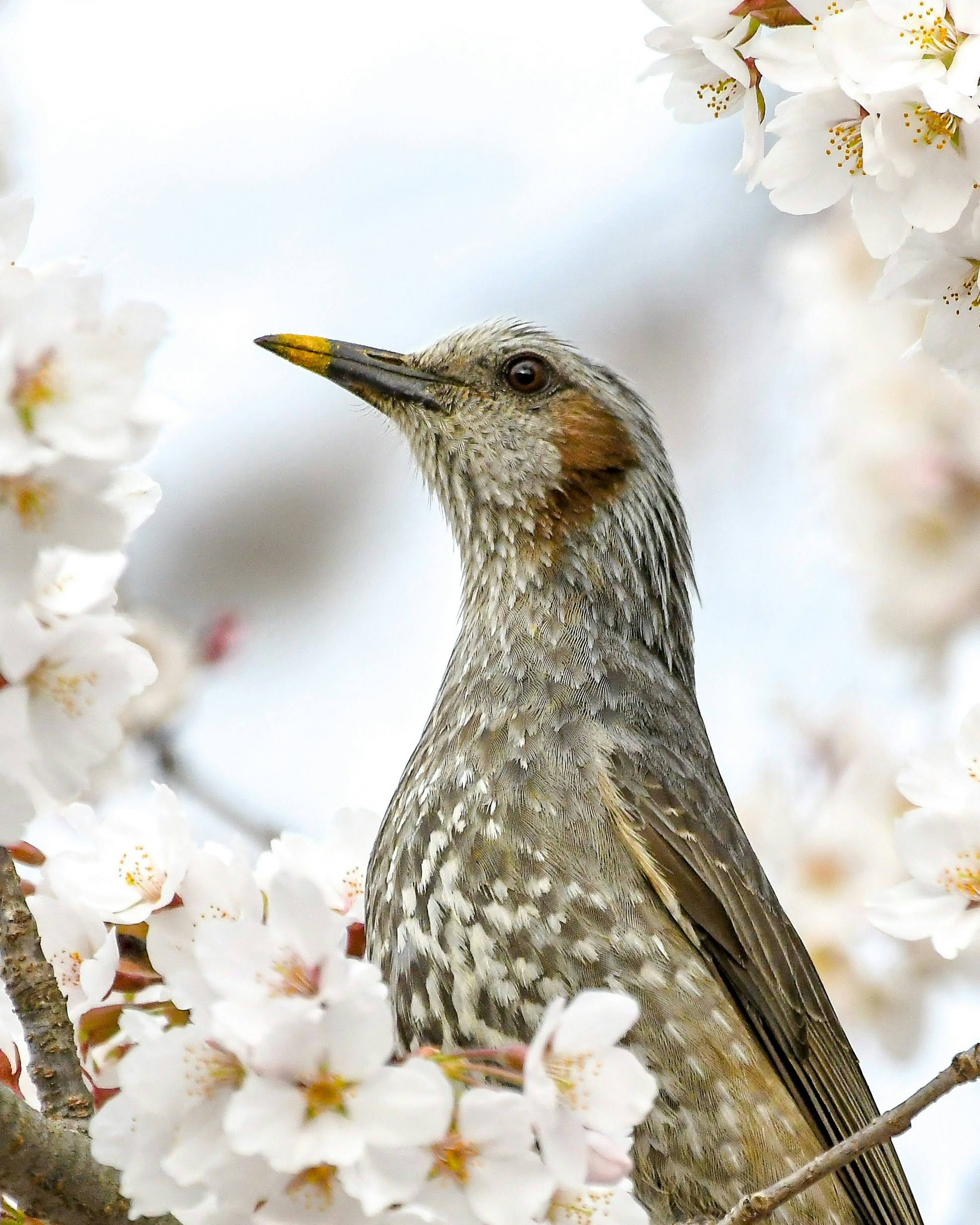 Nahaufnahme eines Vogels zwischen Kirschblüten Der Vogel hat graue gefleckte Federn mit einem orangefarbenen Fleck auf dem Kopf