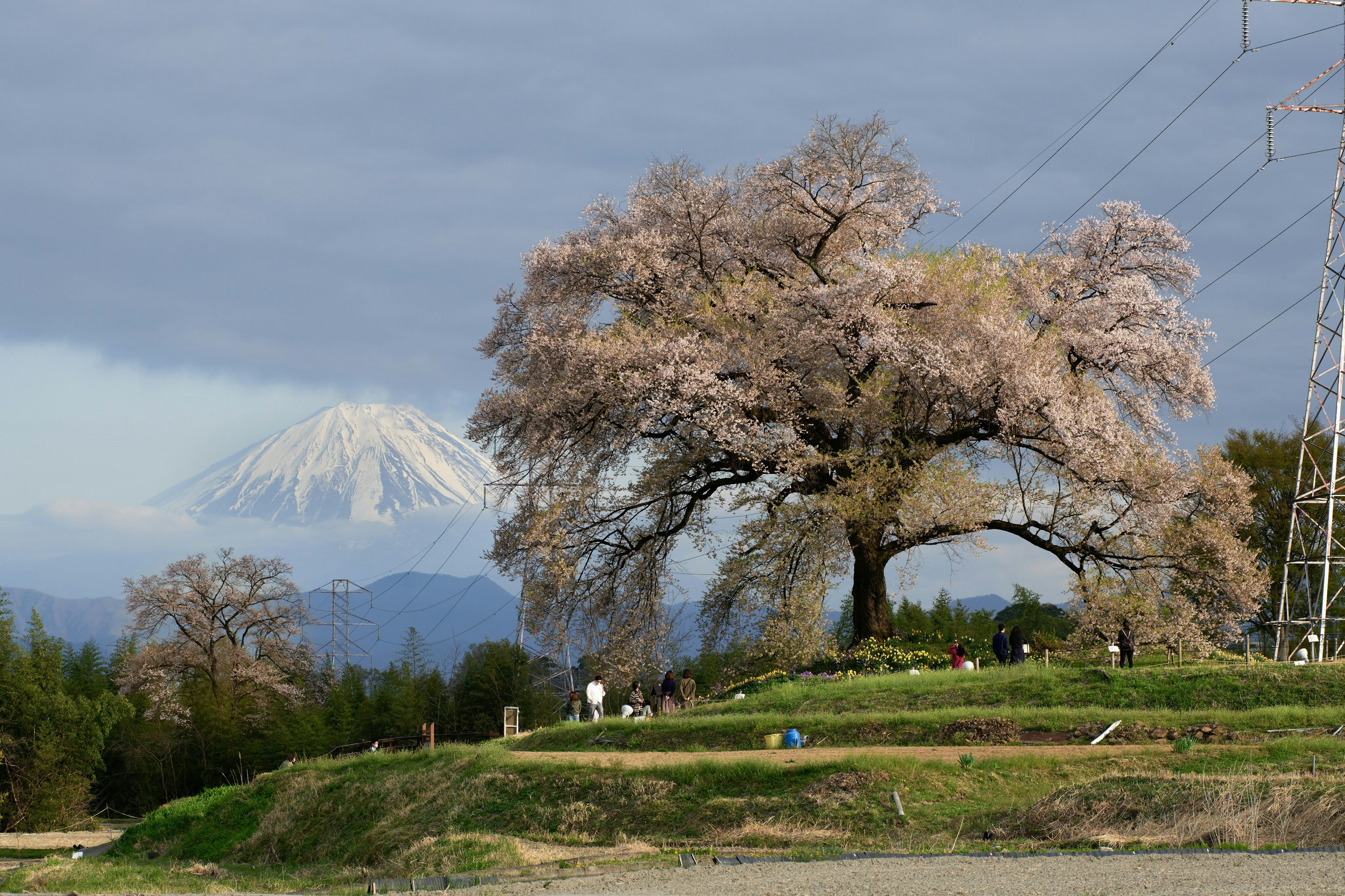 桜の木と富士山が見える風景