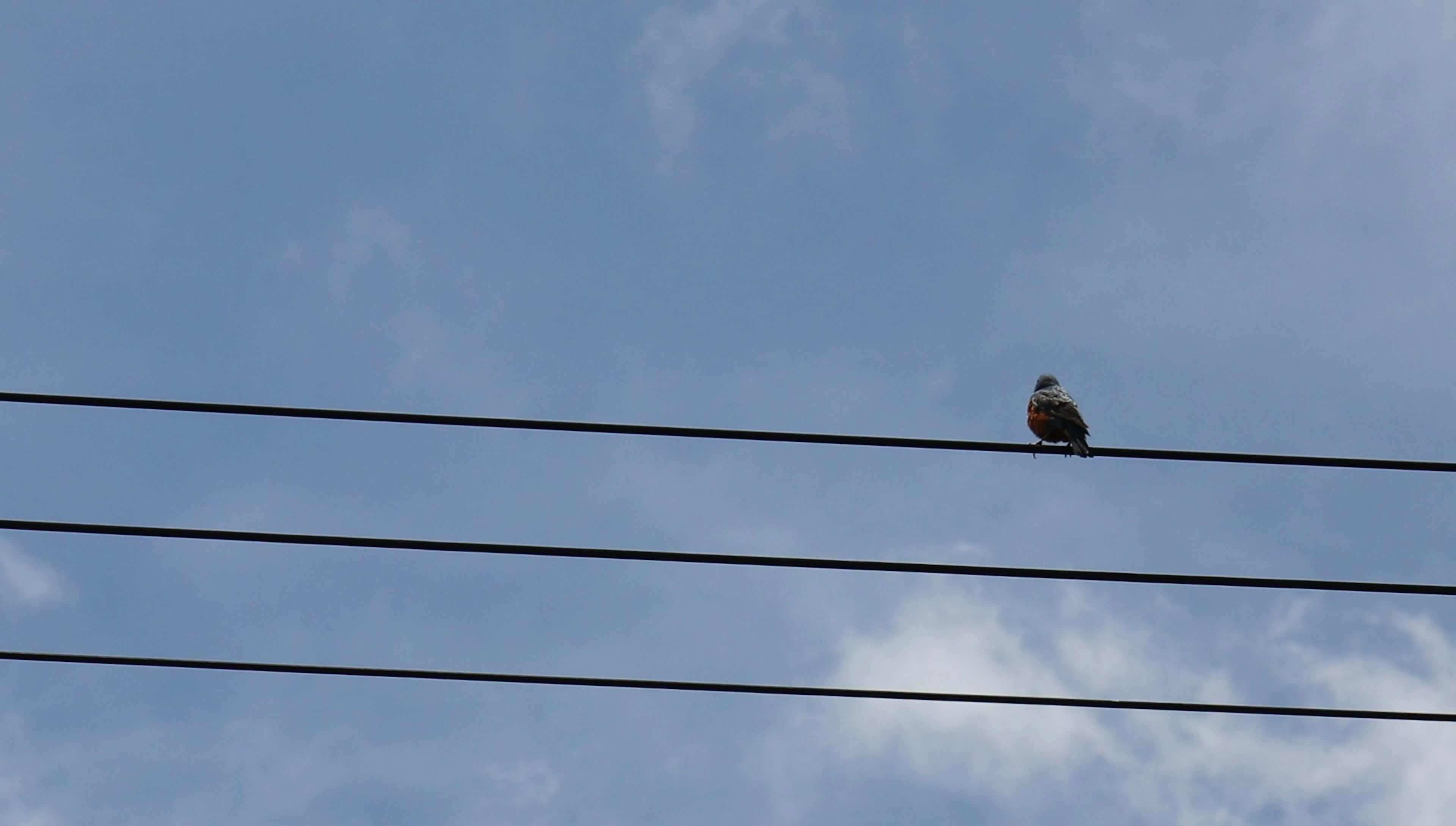 Pájaro posado en cables eléctricos bajo un cielo azul