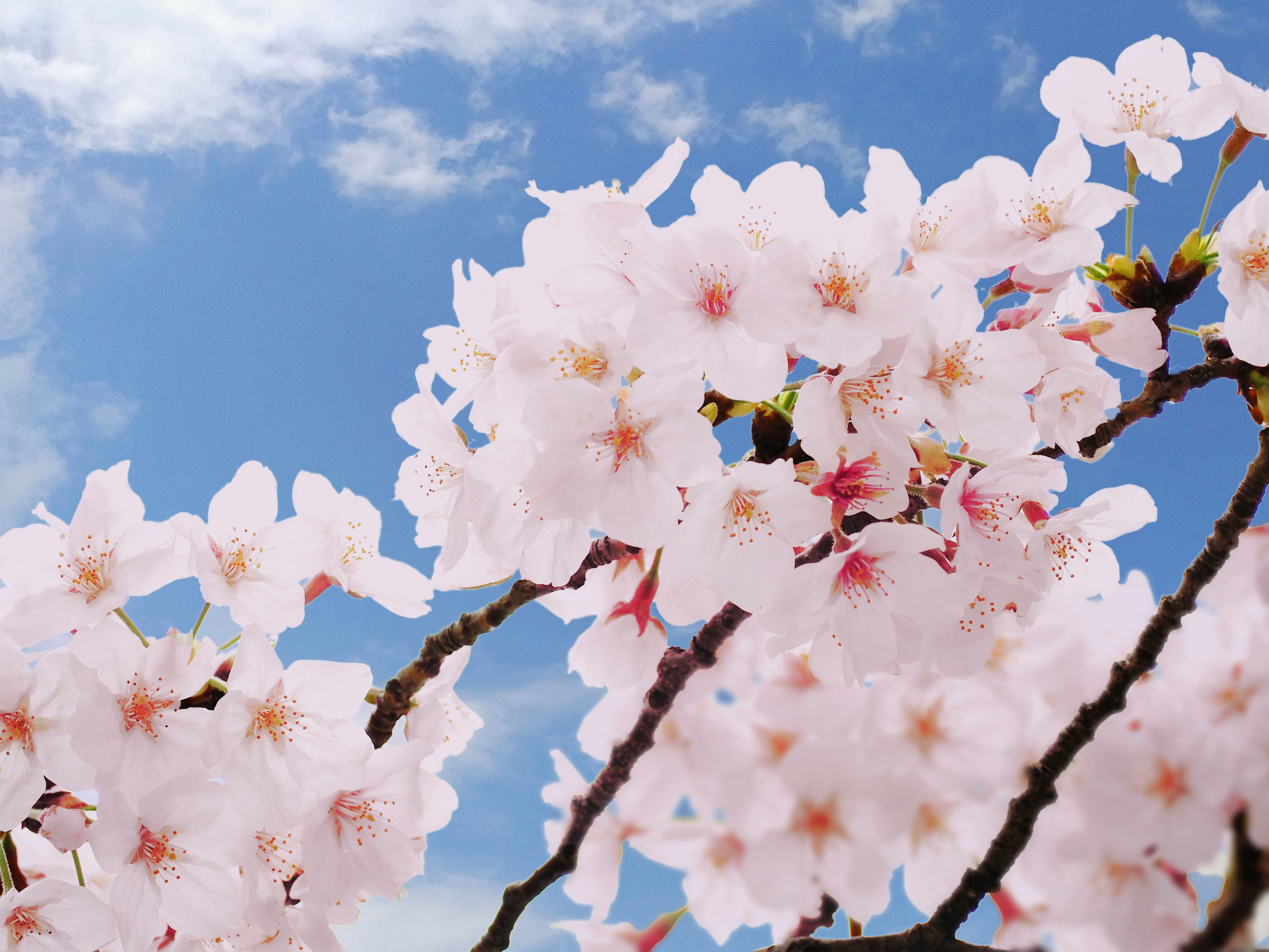 青空の下に咲く桜の花のクローズアップ