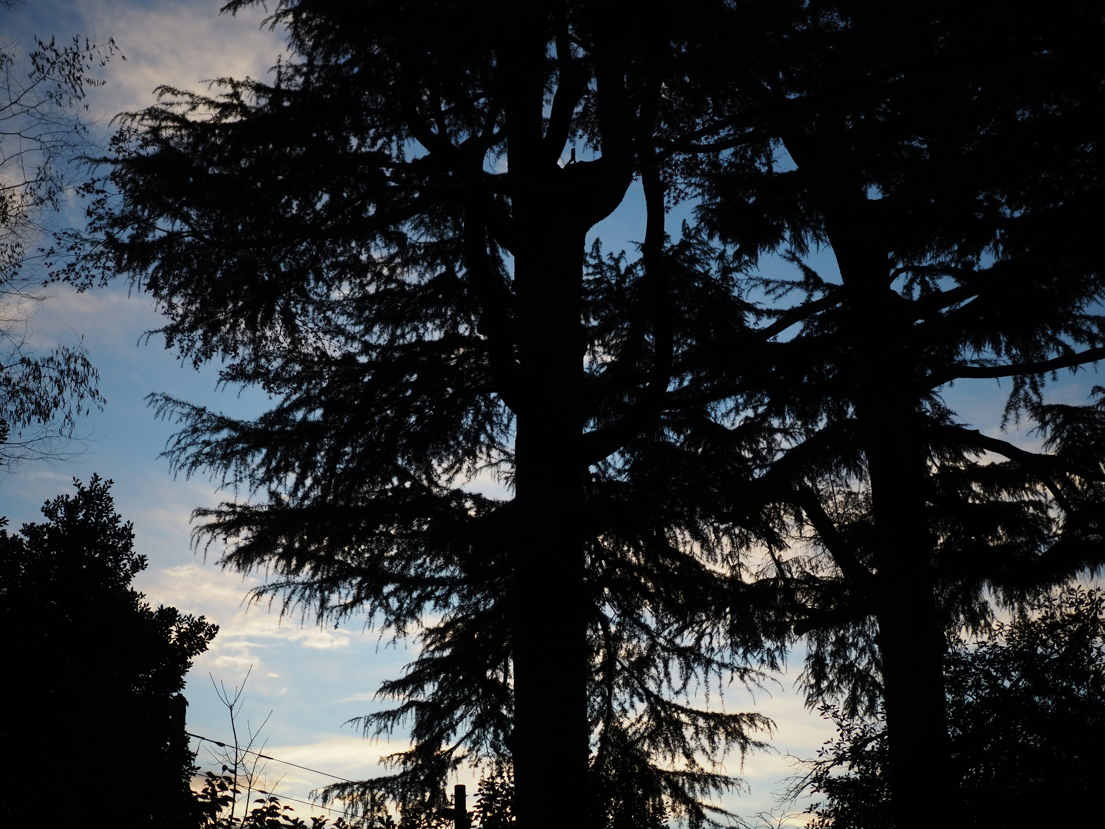 Silhouette d'arbres contre un ciel bleu au crépuscule