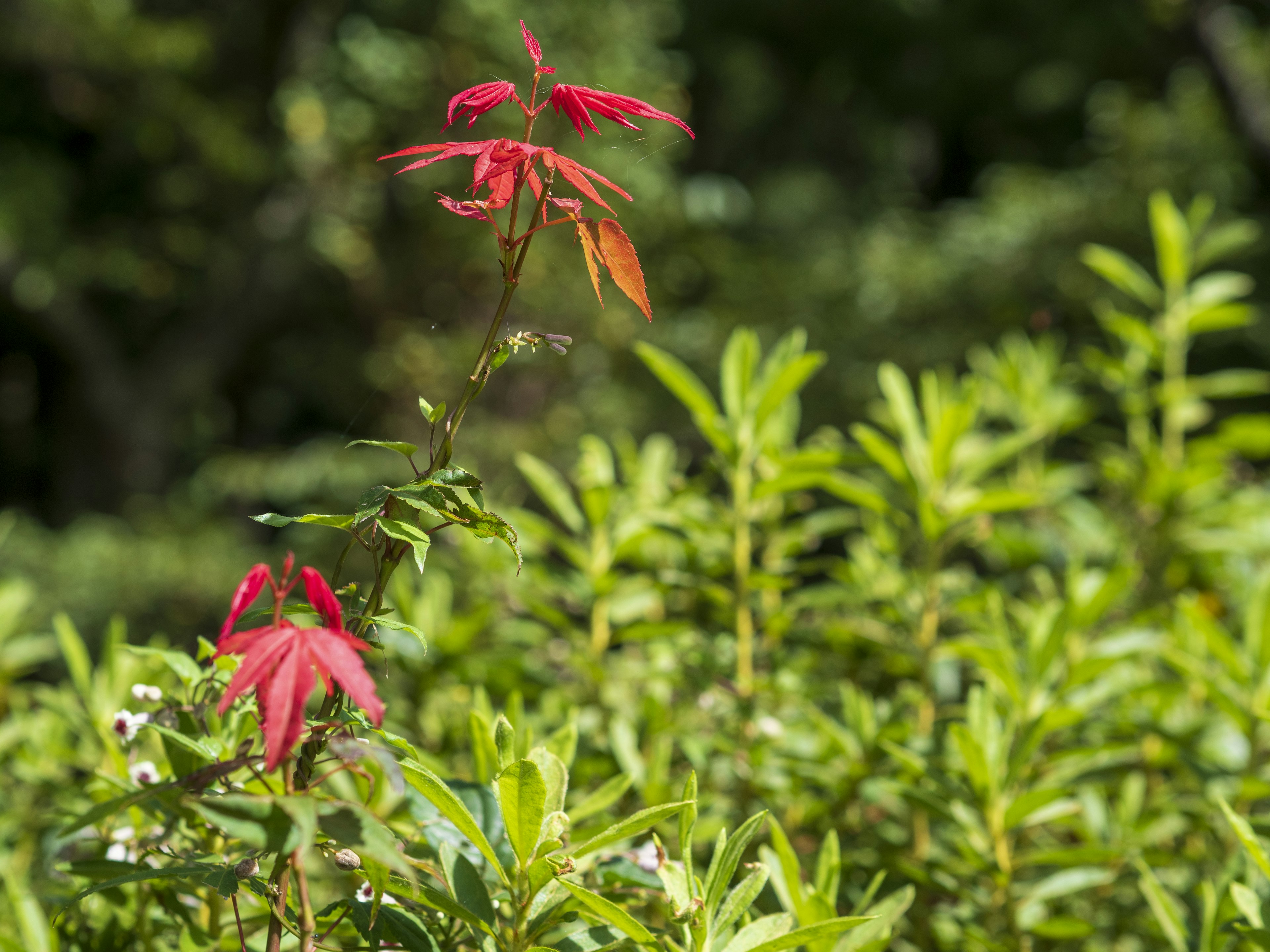 緑の葉に囲まれた赤い葉の植物のクローズアップ