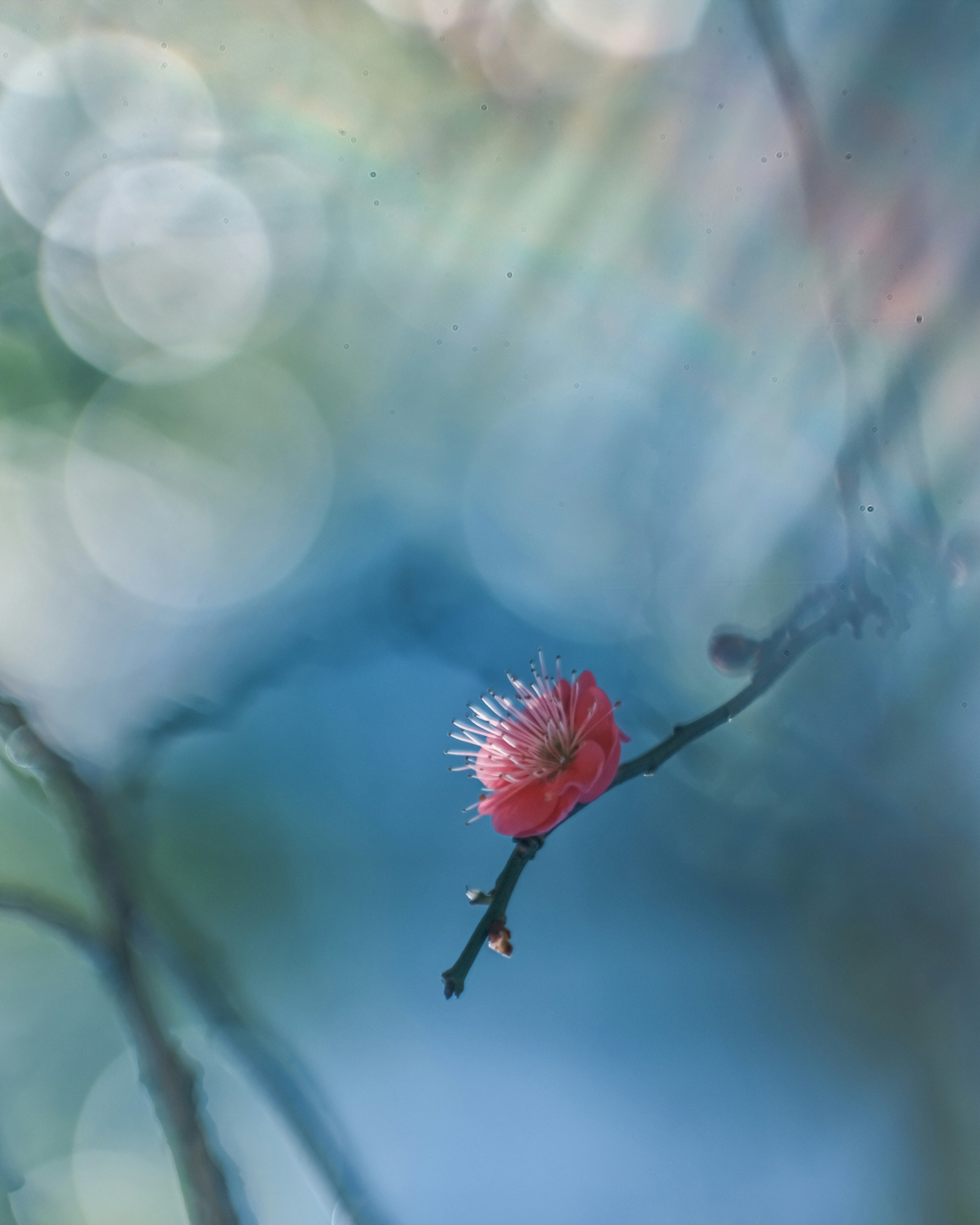 Un singolo fiore rosso su un ramo con uno sfondo blu sfocato