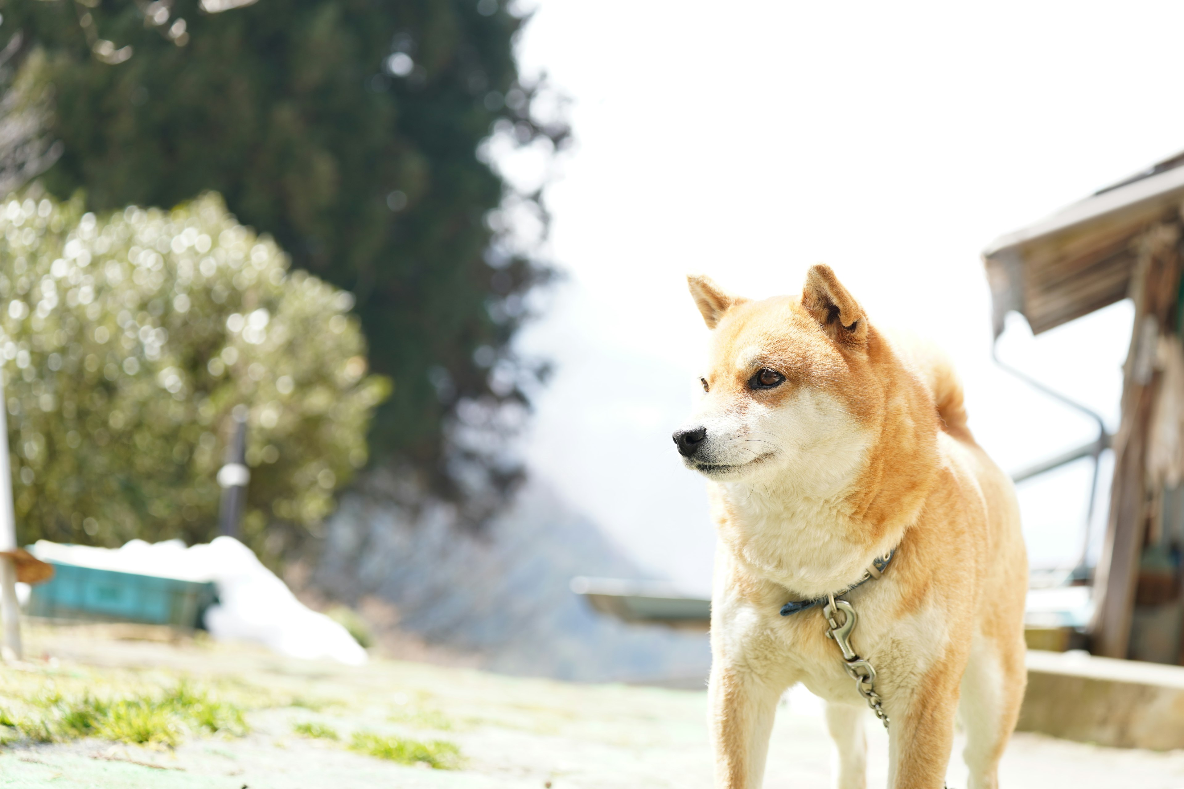 Shiba Inu de pie en un paisaje nevado