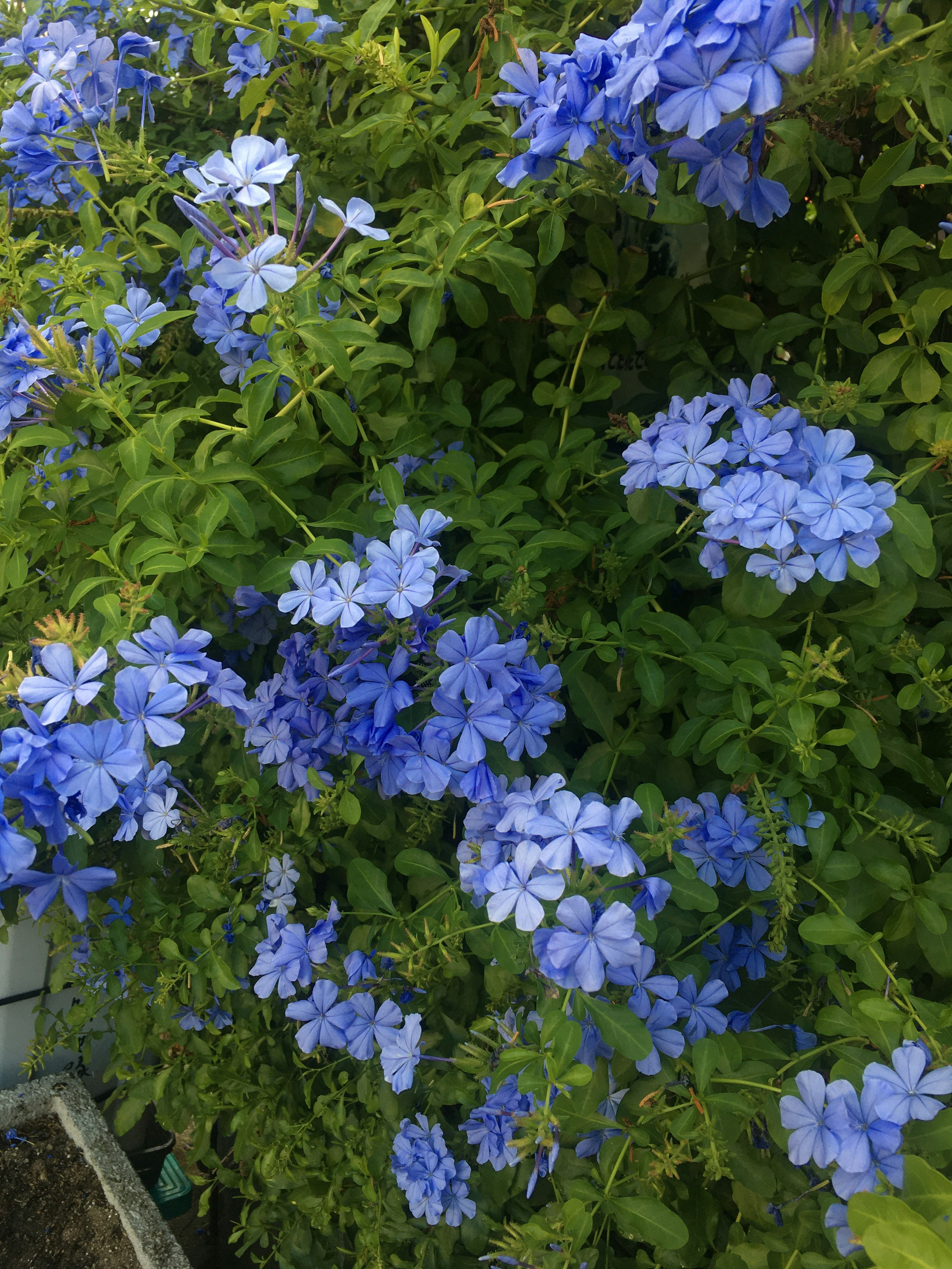 Photo of blue flowers blooming on green plants