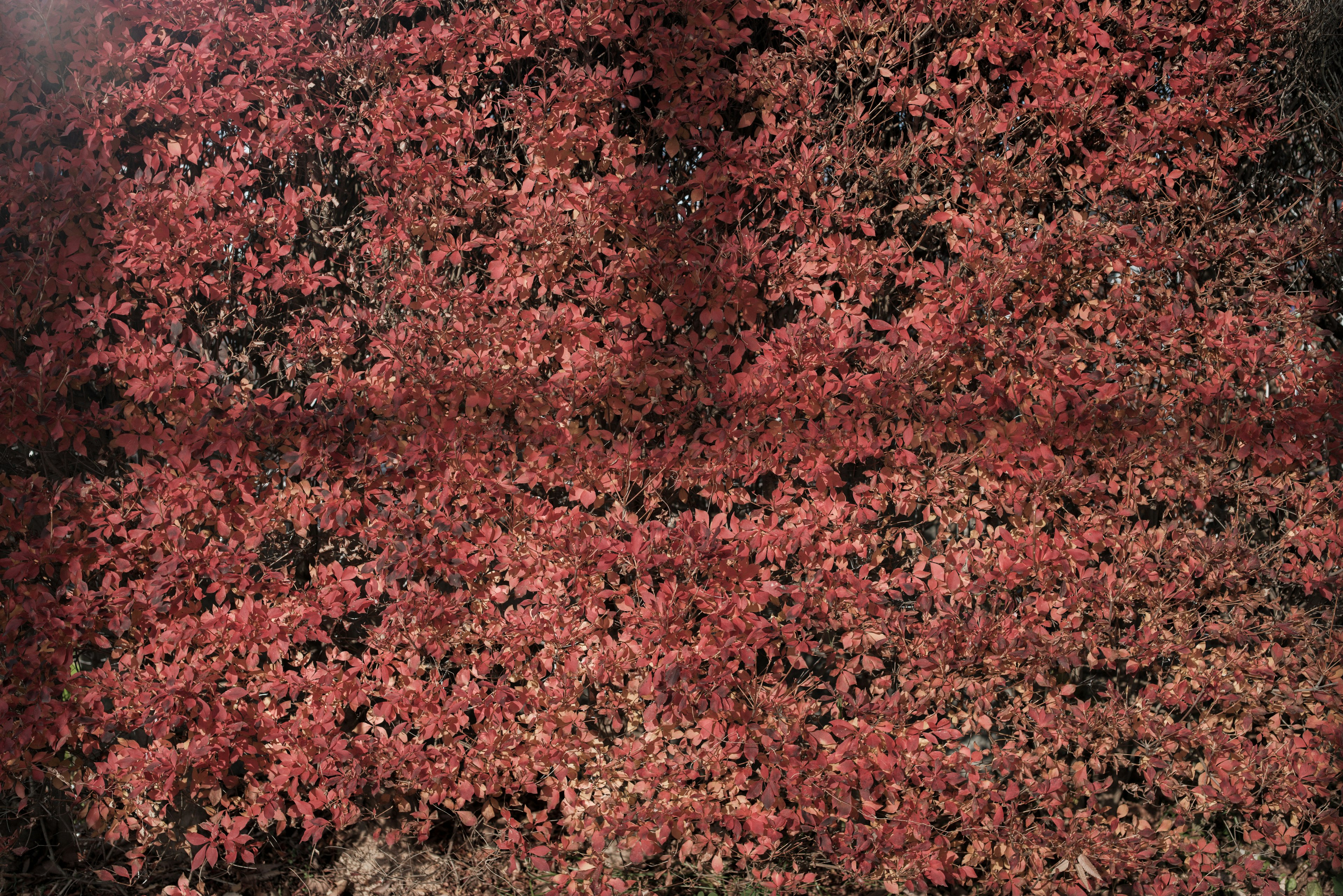 Imagen de una pared cubierta de follaje rojo vibrante