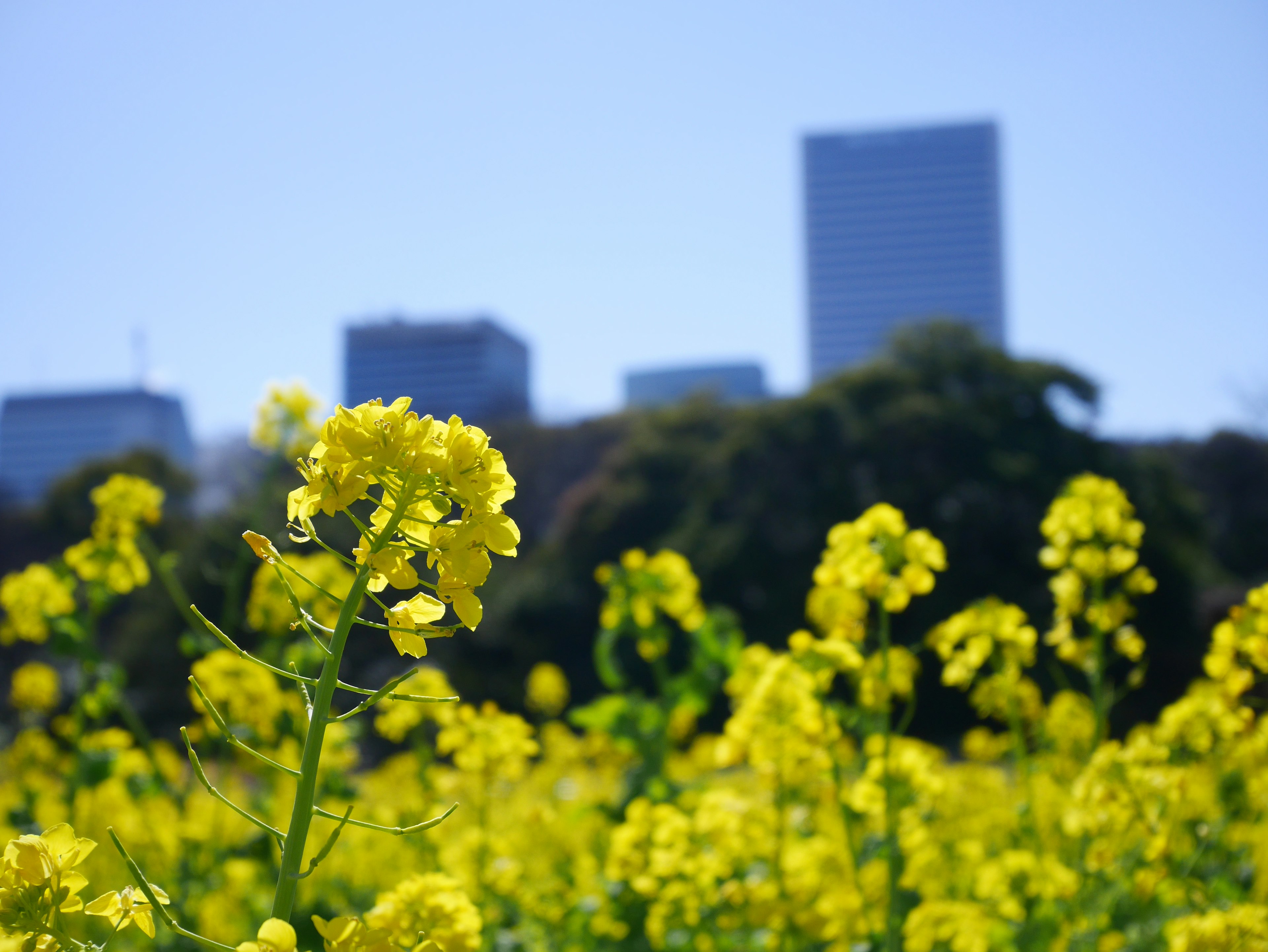 Gelbe Rapsblumen blühen unter einem klaren blauen Himmel mit Stadtgebäuden im Hintergrund