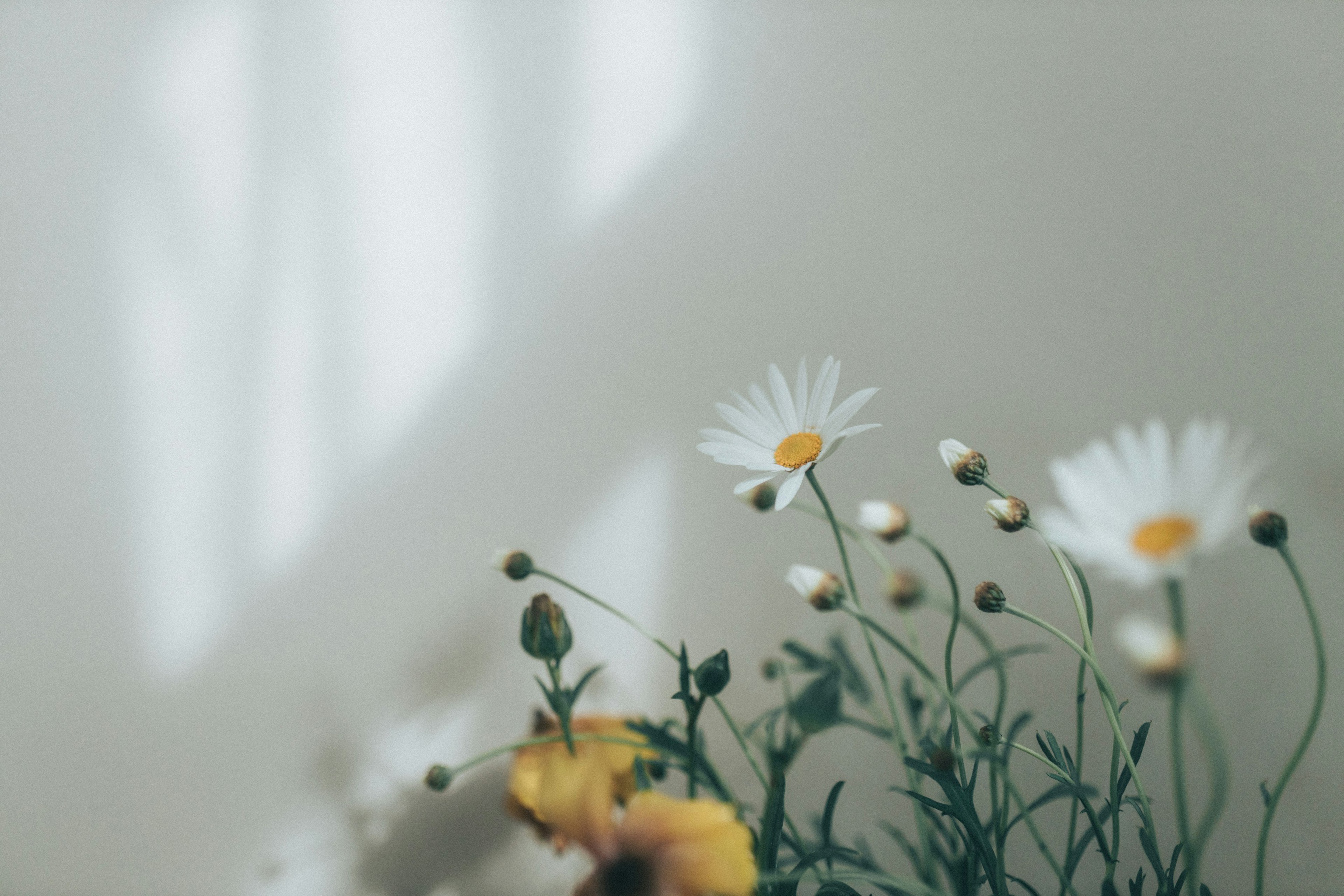 Un bouquet con fiori bianchi e gialli su uno sfondo morbido