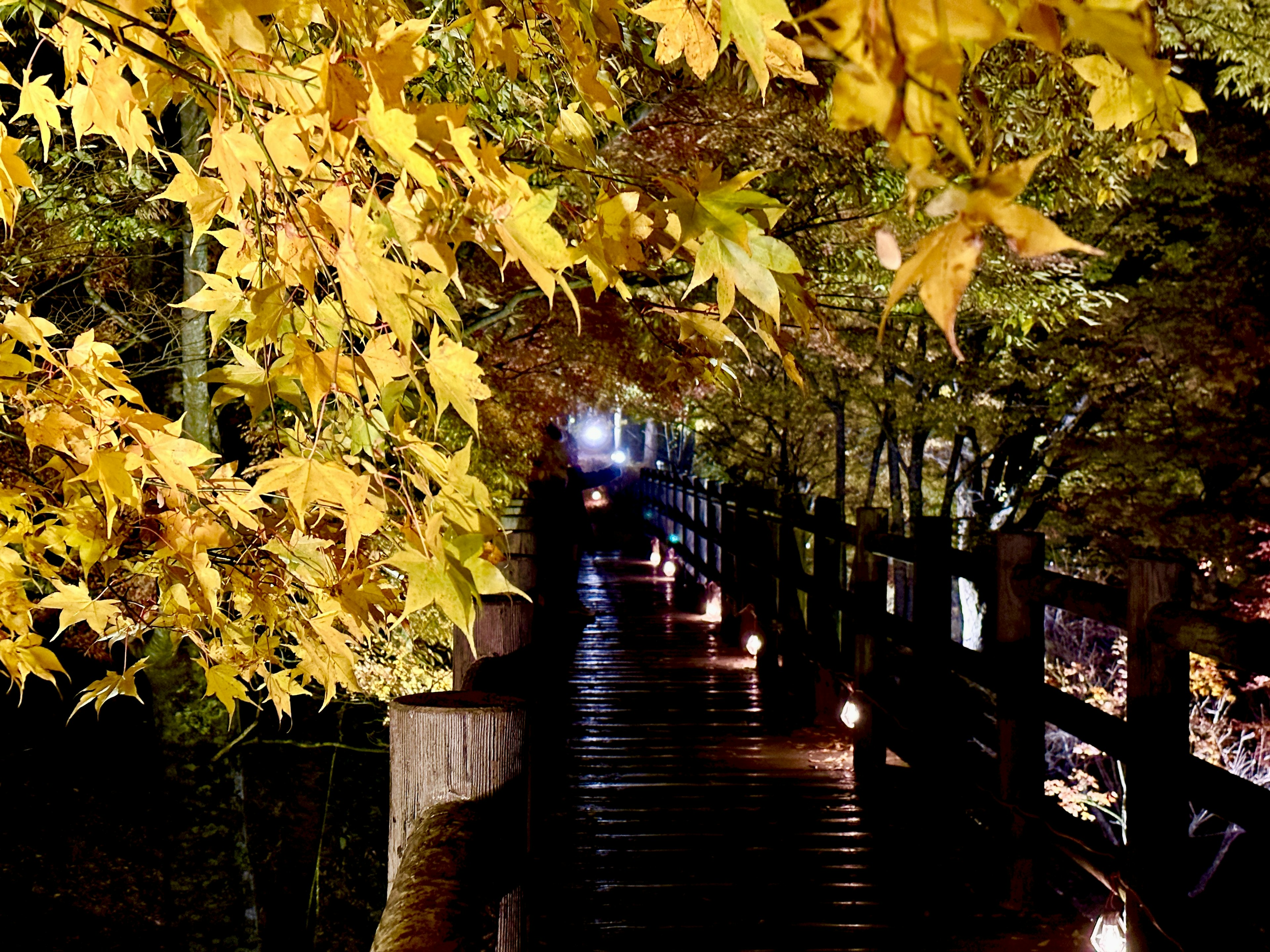 Camino pintoresco rodeado de hojas de otoño follaje amarillo vibrante enmarcando el sendero