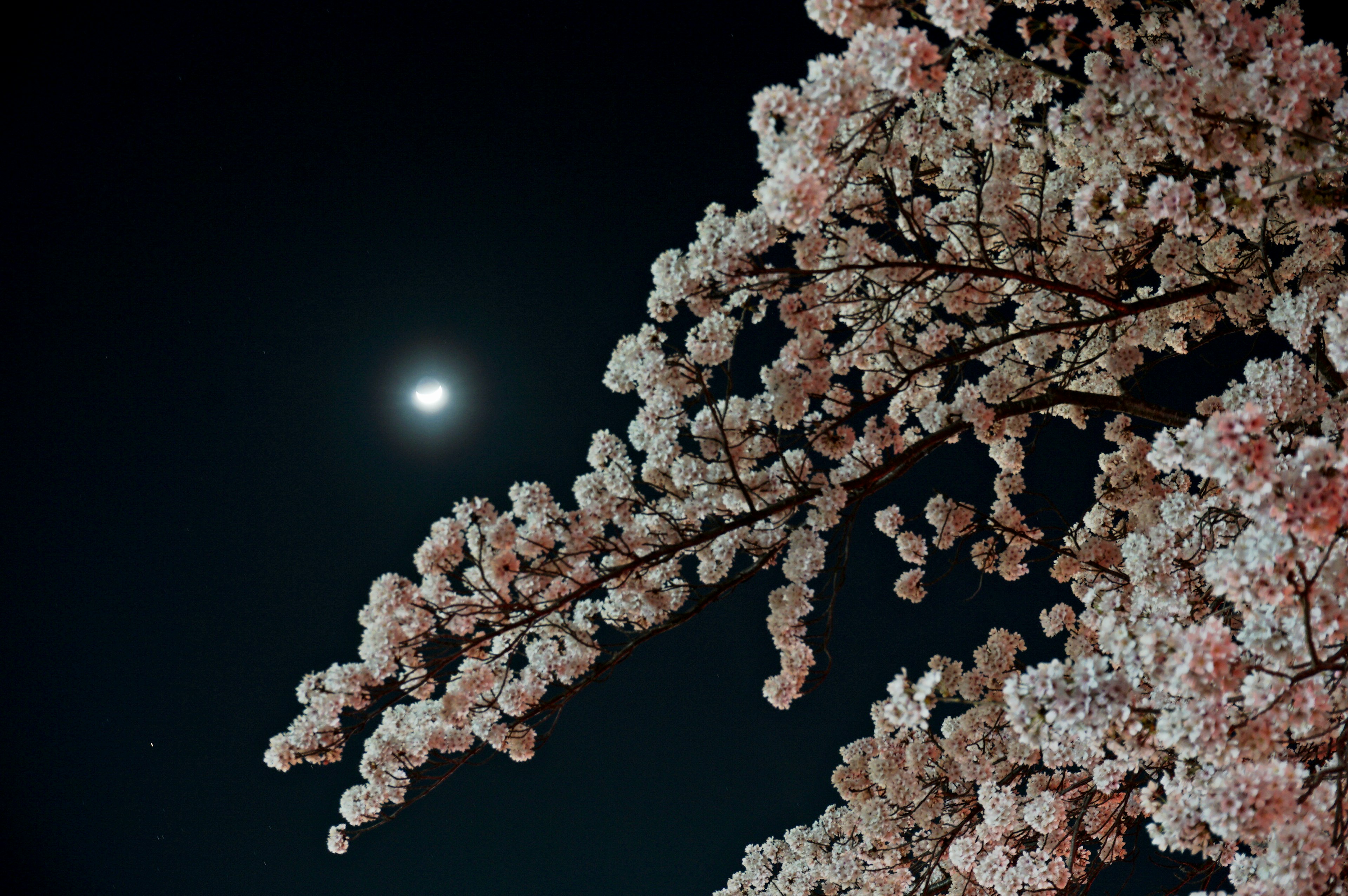 Cielo notturno illuminato dalla luna con rami di ciliegio