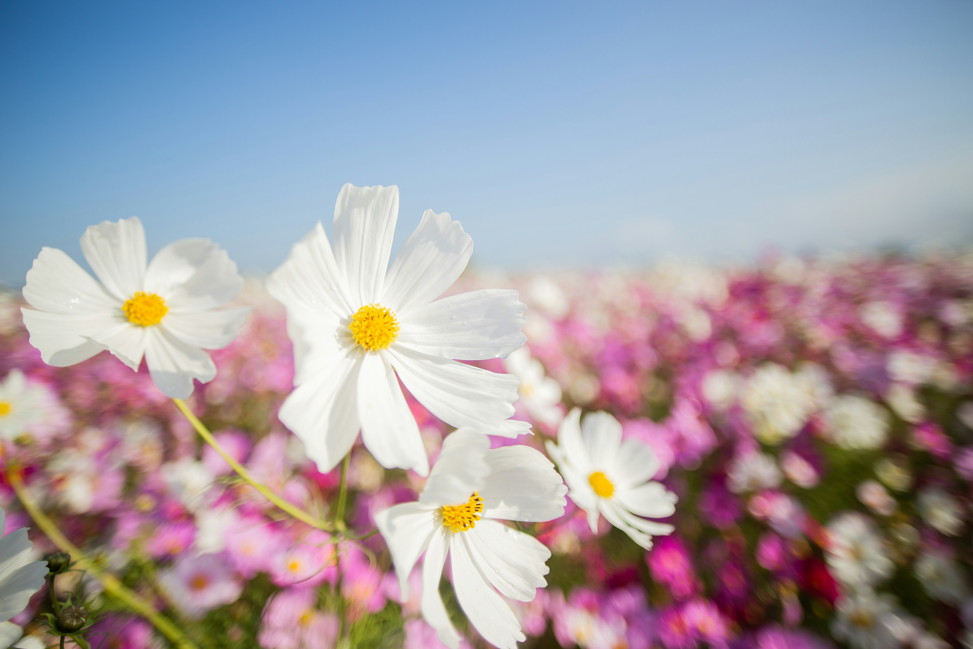 Fleurs blanches avec des cœurs jaunes dans un champ de fleurs colorées sous un ciel bleu