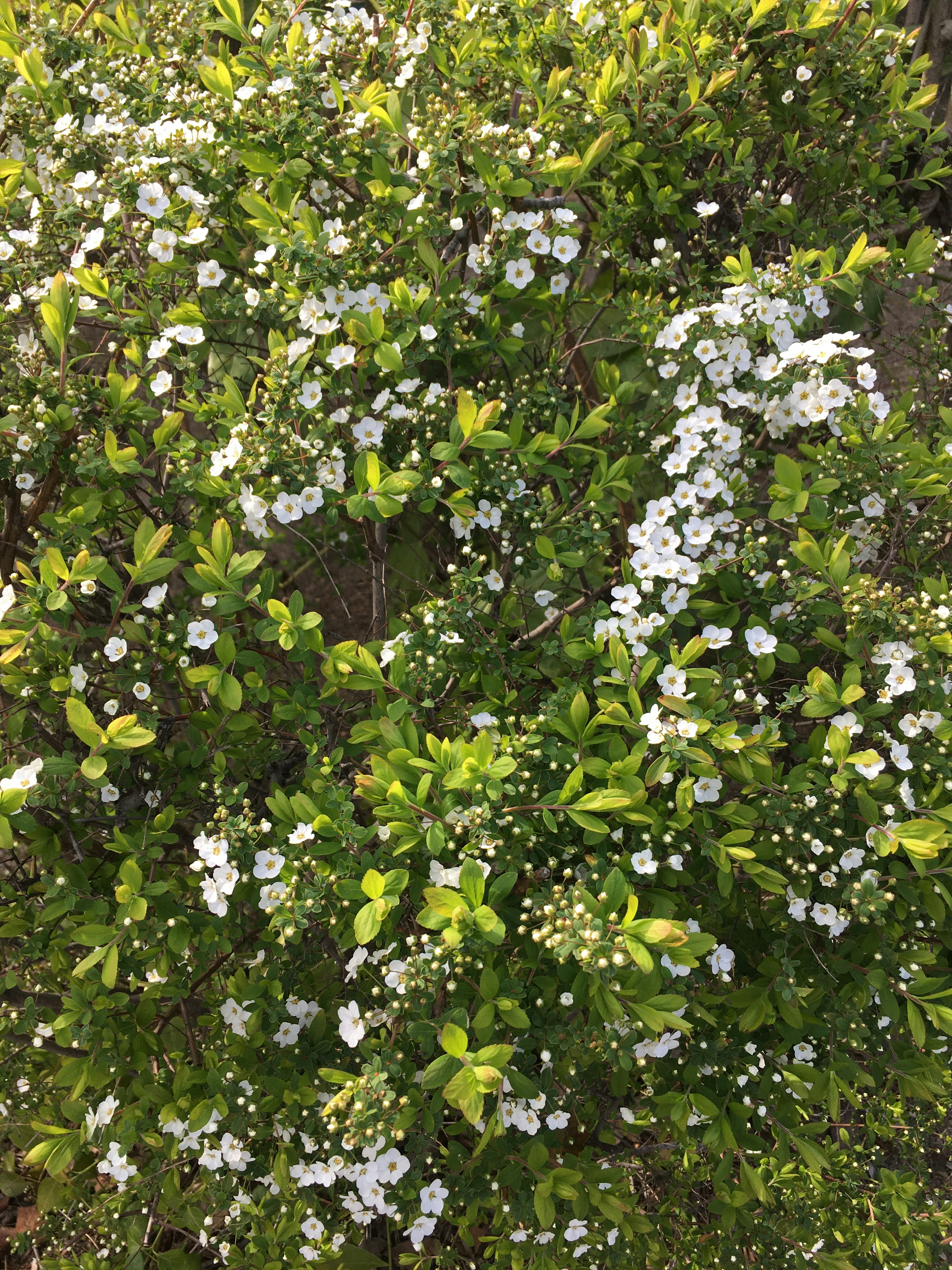 Feuillage dense de feuilles vertes avec des grappes de petites fleurs blanches