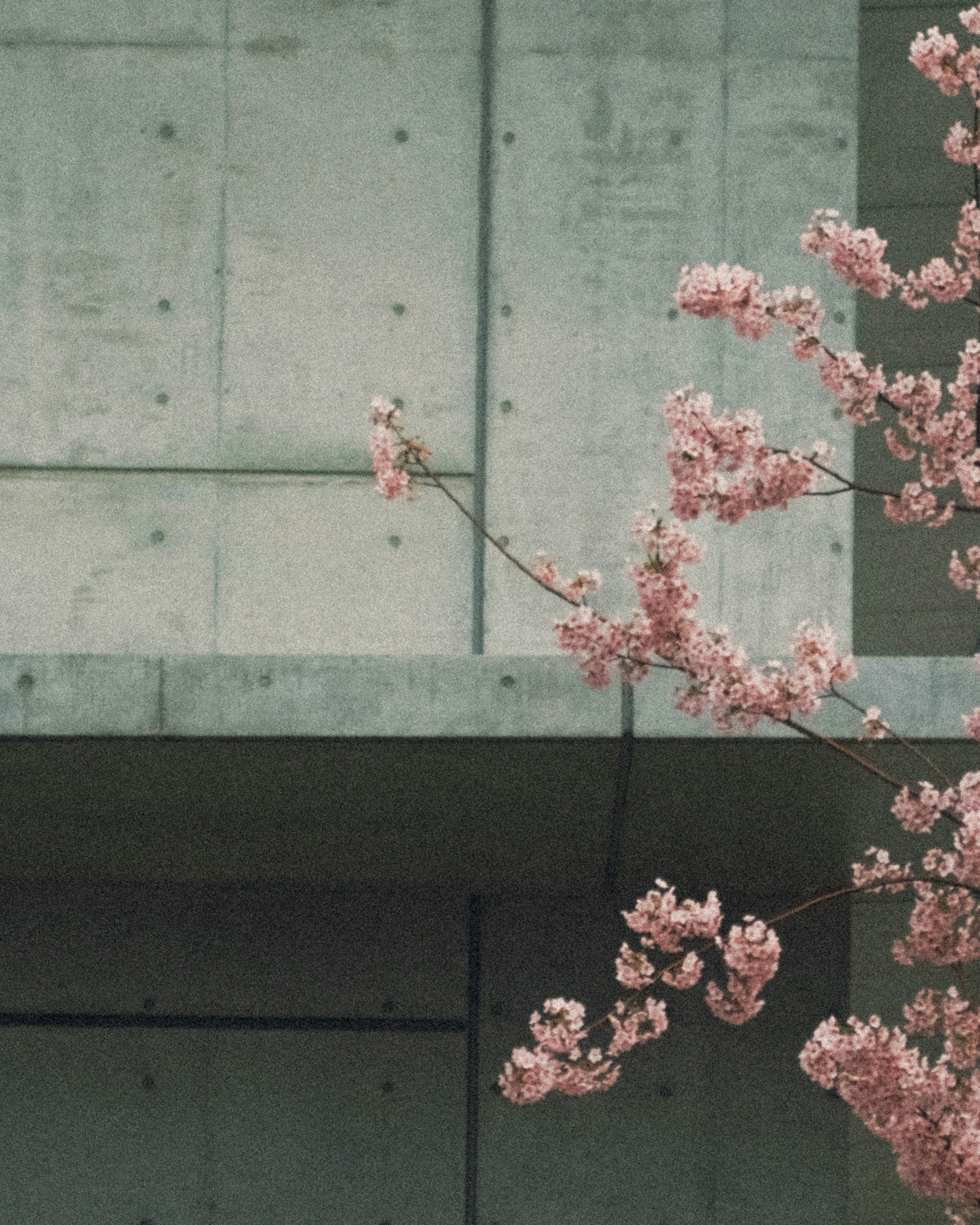 Bild mit einer Betonwand und einem Zweig von Kirschblüten