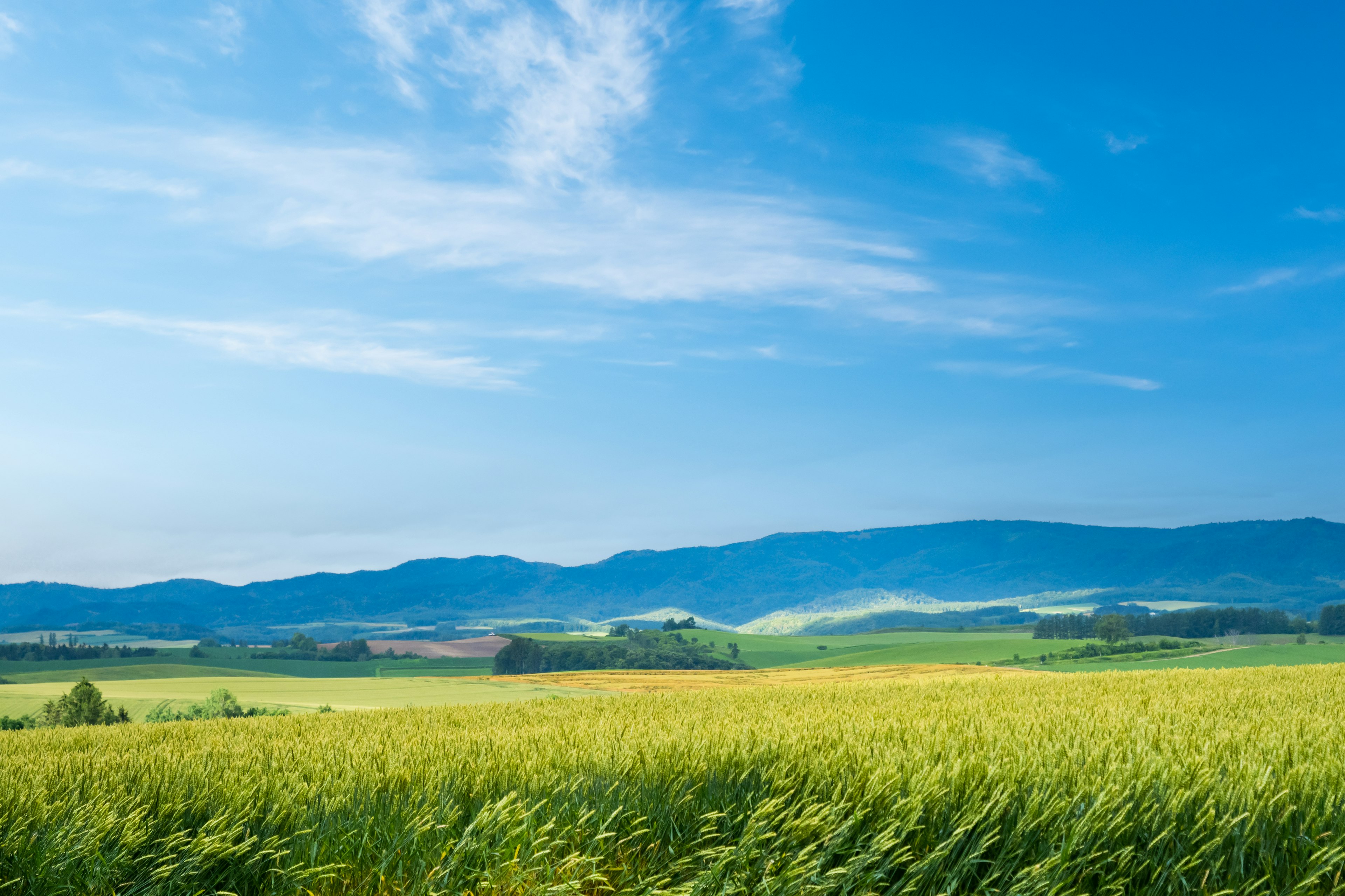 Paisaje con cielo azul y campos verdes