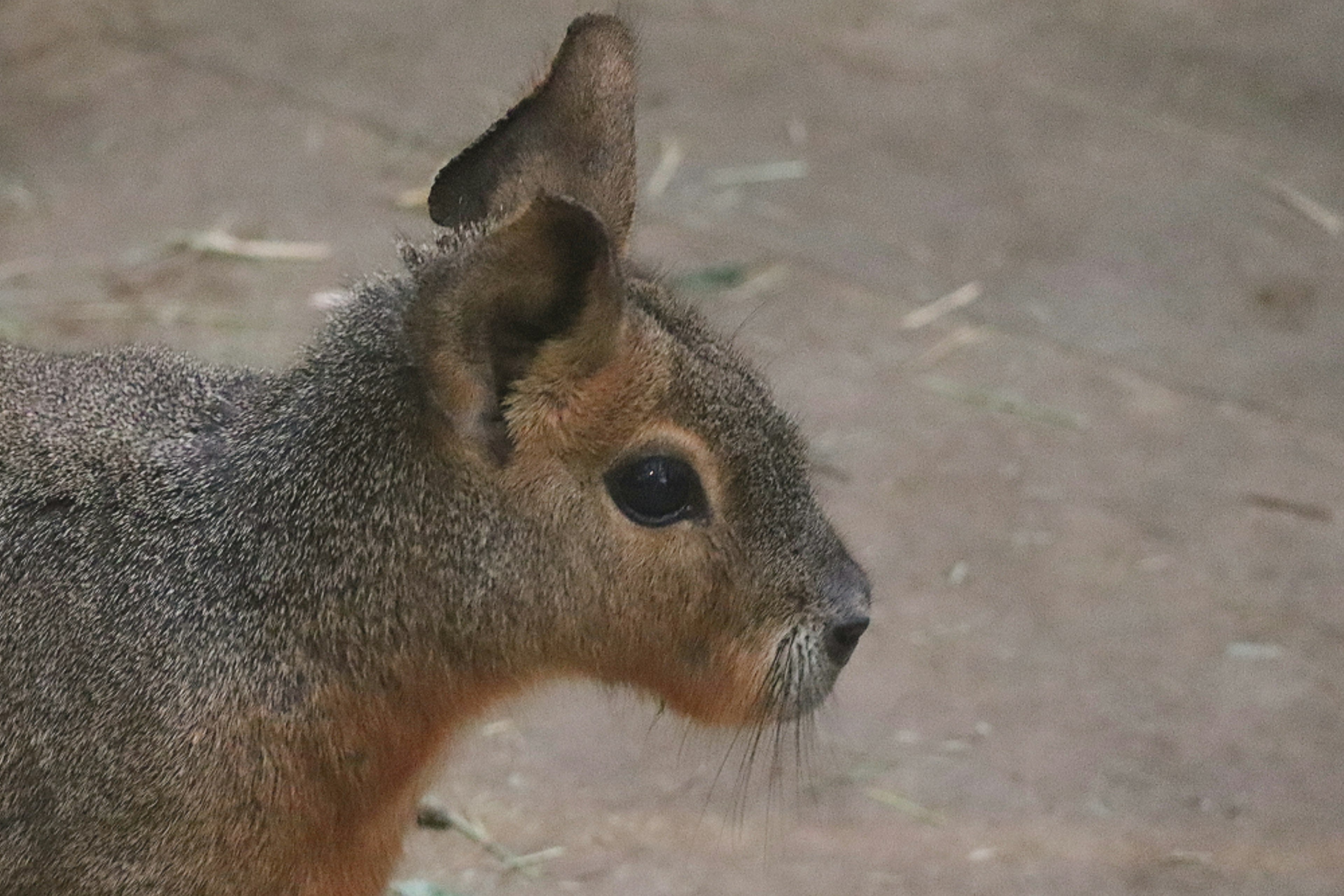 Close-up of a small mammal facing sideways