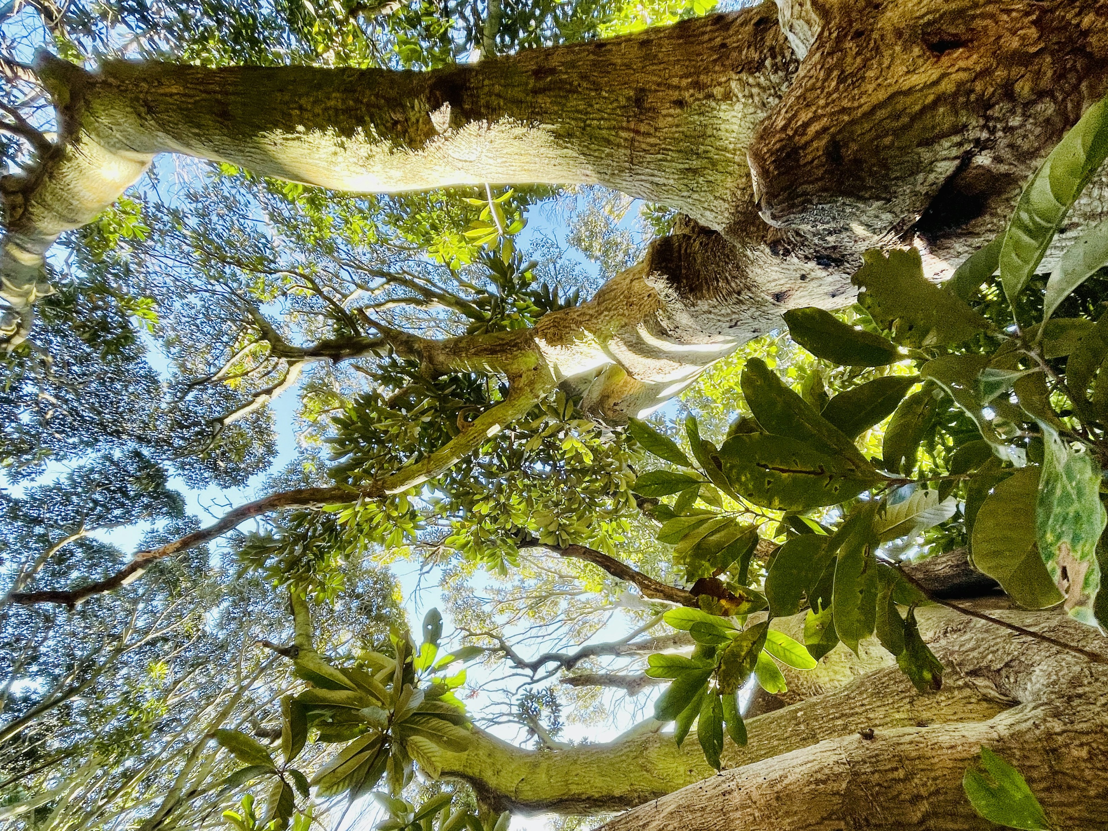 Vista del cielo blu e del fogliame dal basso degli alberi