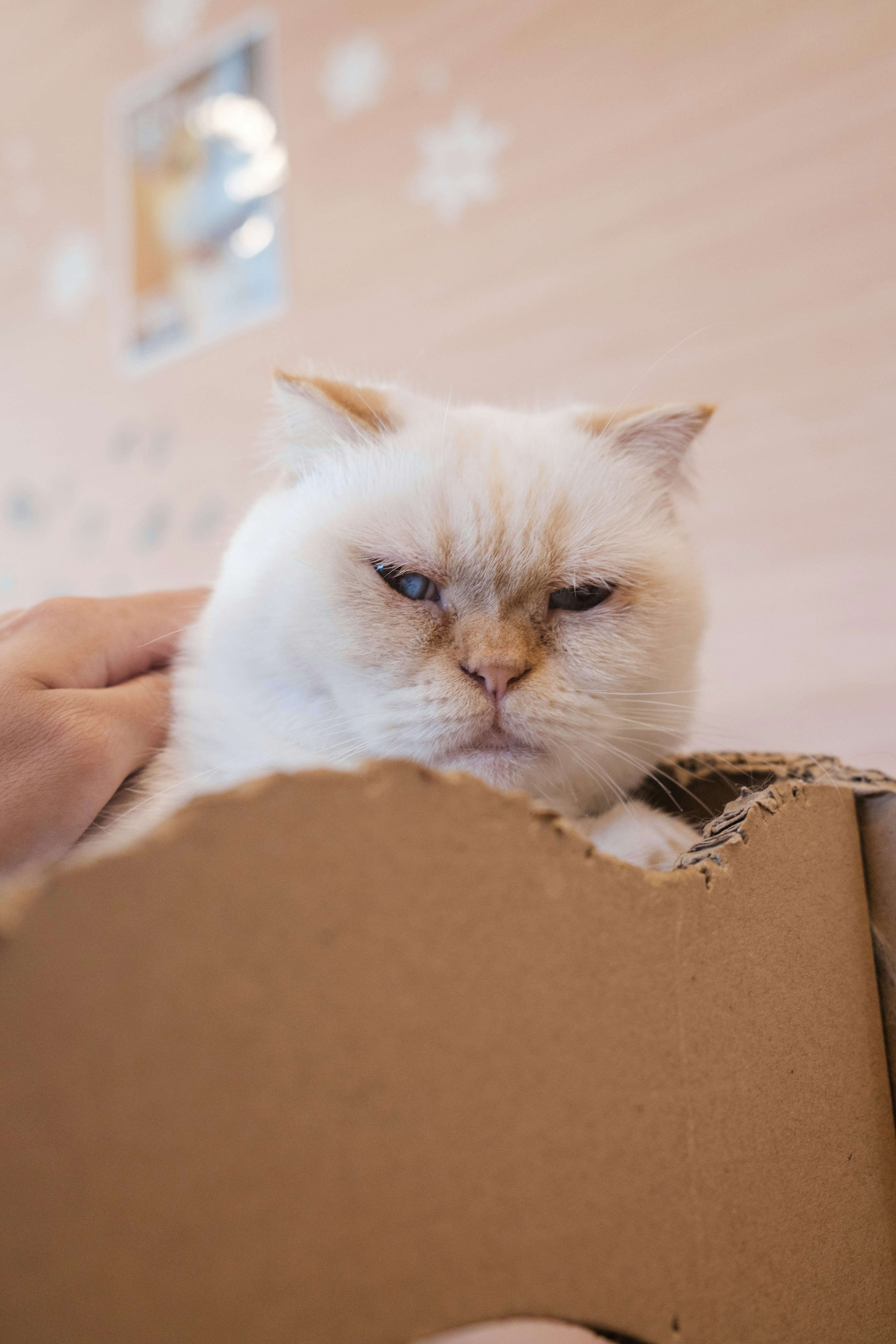 A white cat with a slightly grumpy expression sitting in a cardboard box