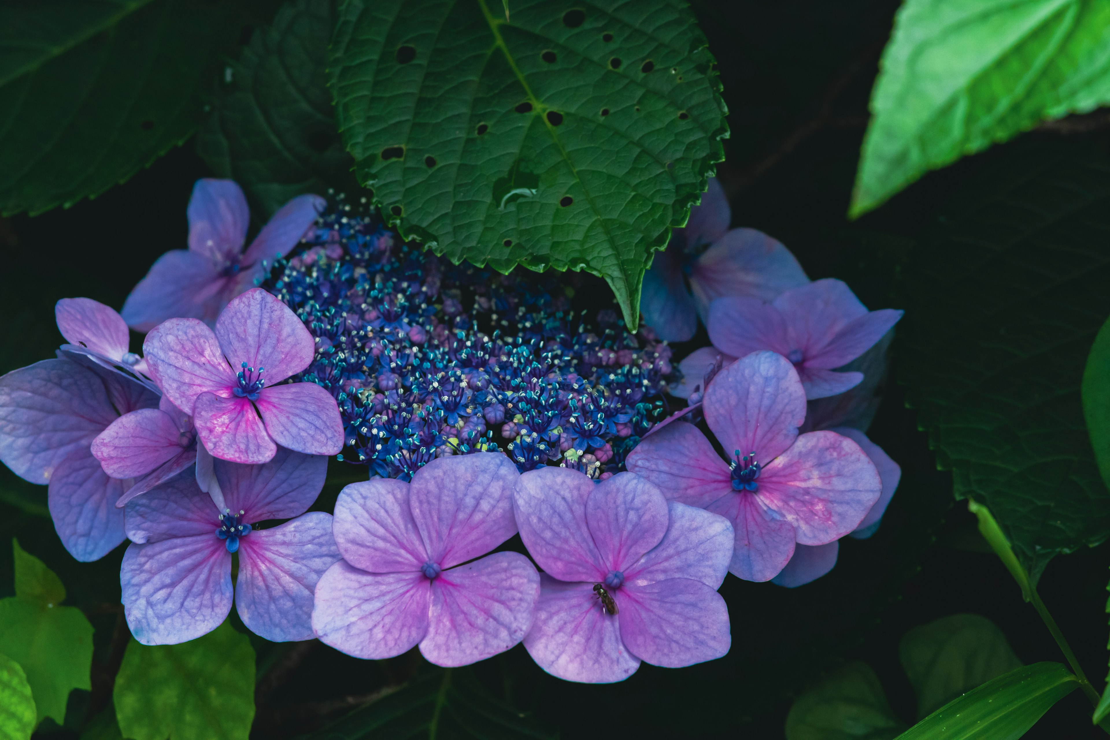 Purple hydrangea flowers surrounded by green leaves