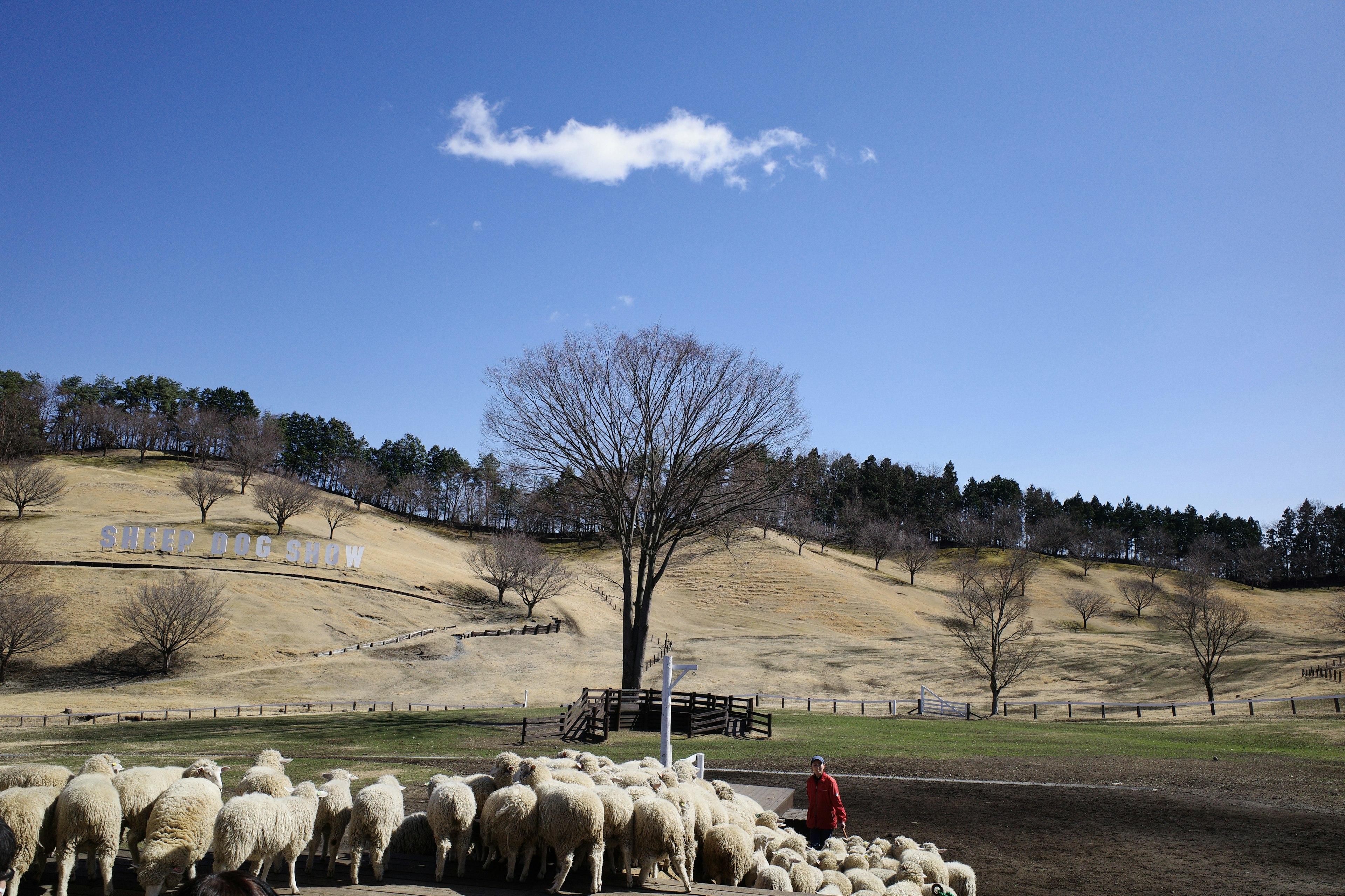 Moutons rassemblés sur un pâturage avec un arbre et un ciel bleu en arrière-plan