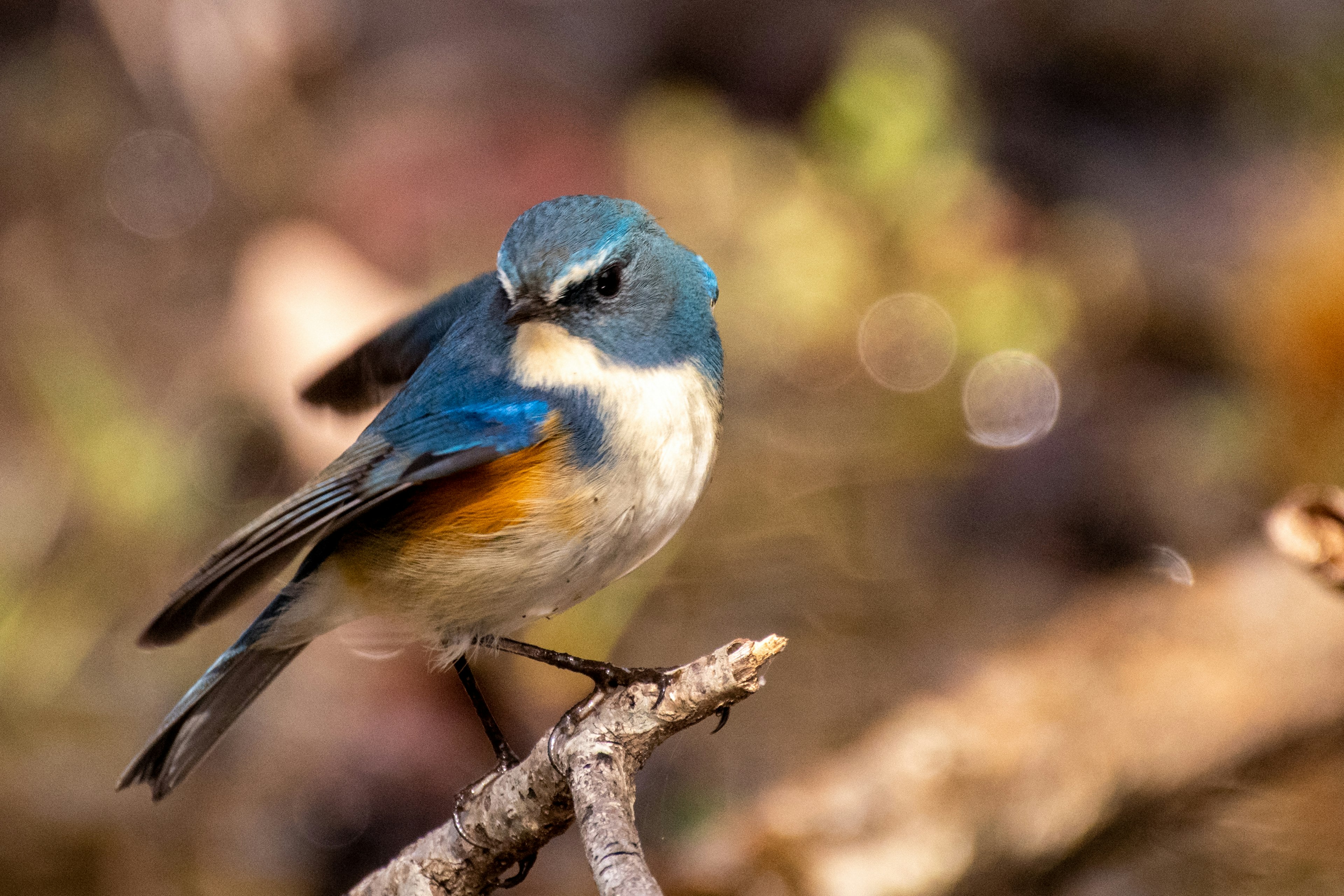 Ein kleiner Vogel mit lebhaften blauen Federn, der auf einem Ast sitzt