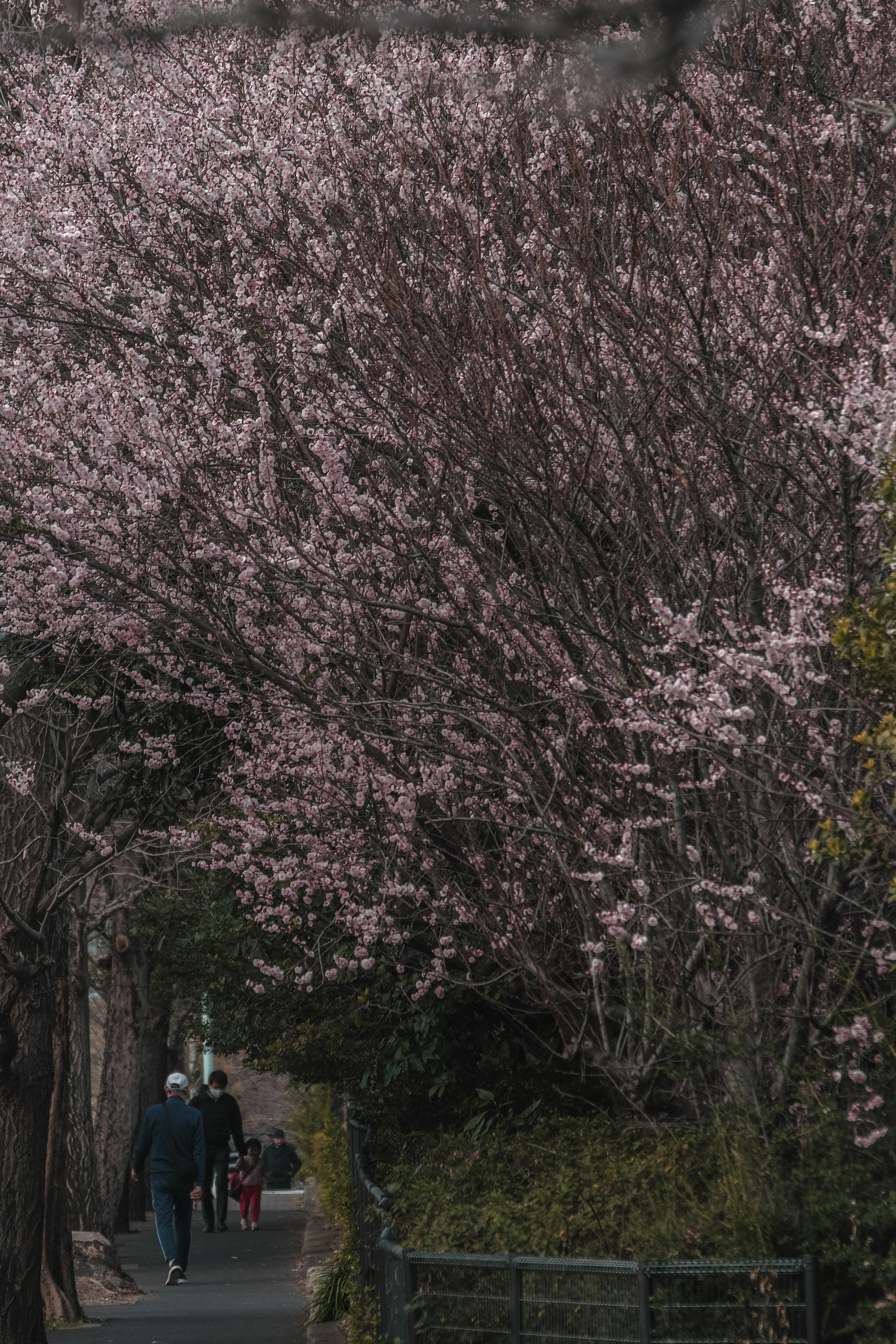 Personas caminando por un camino bordeado de árboles de cerezo en flor