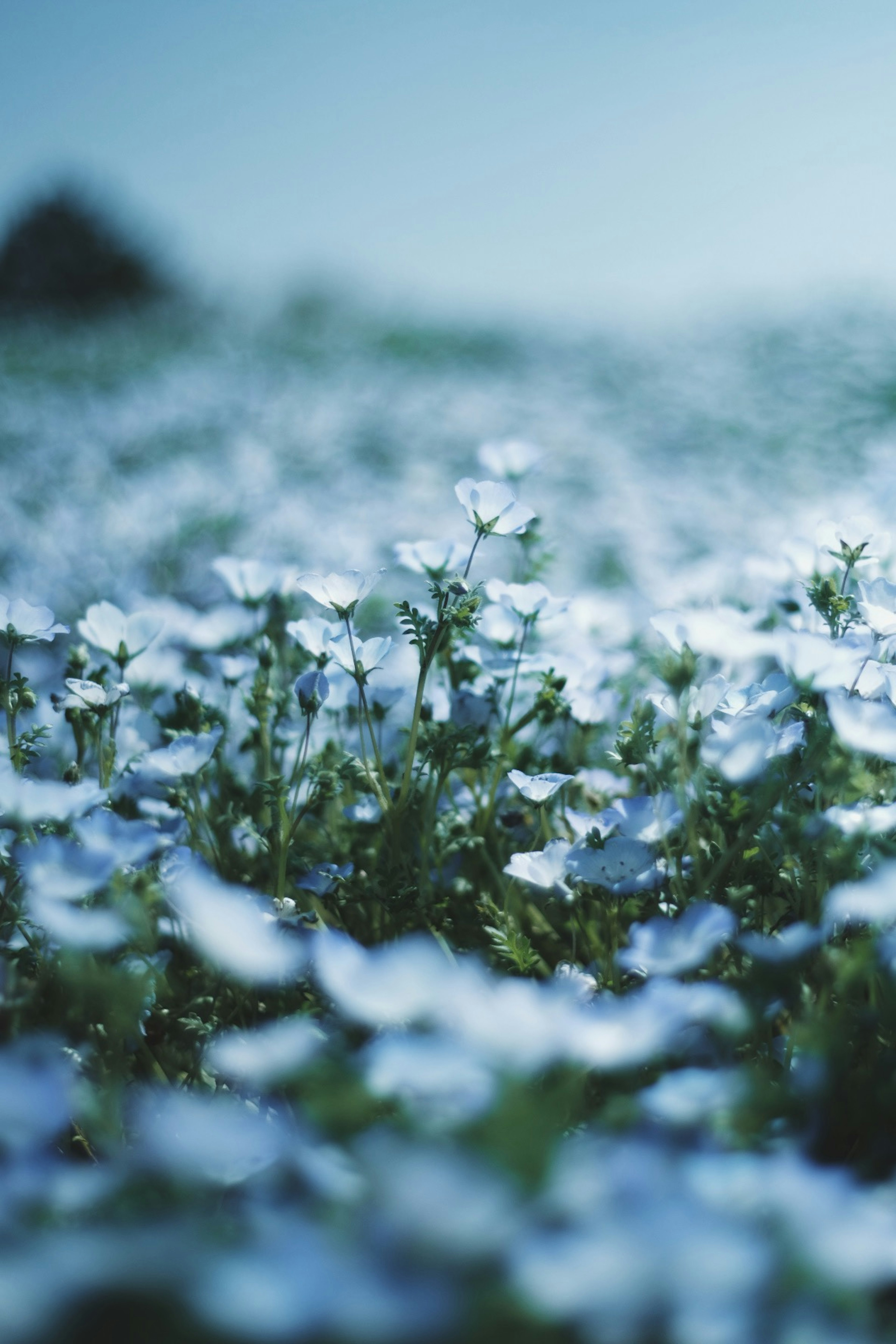 Eine Landschaft voller blühender blauer Blumen