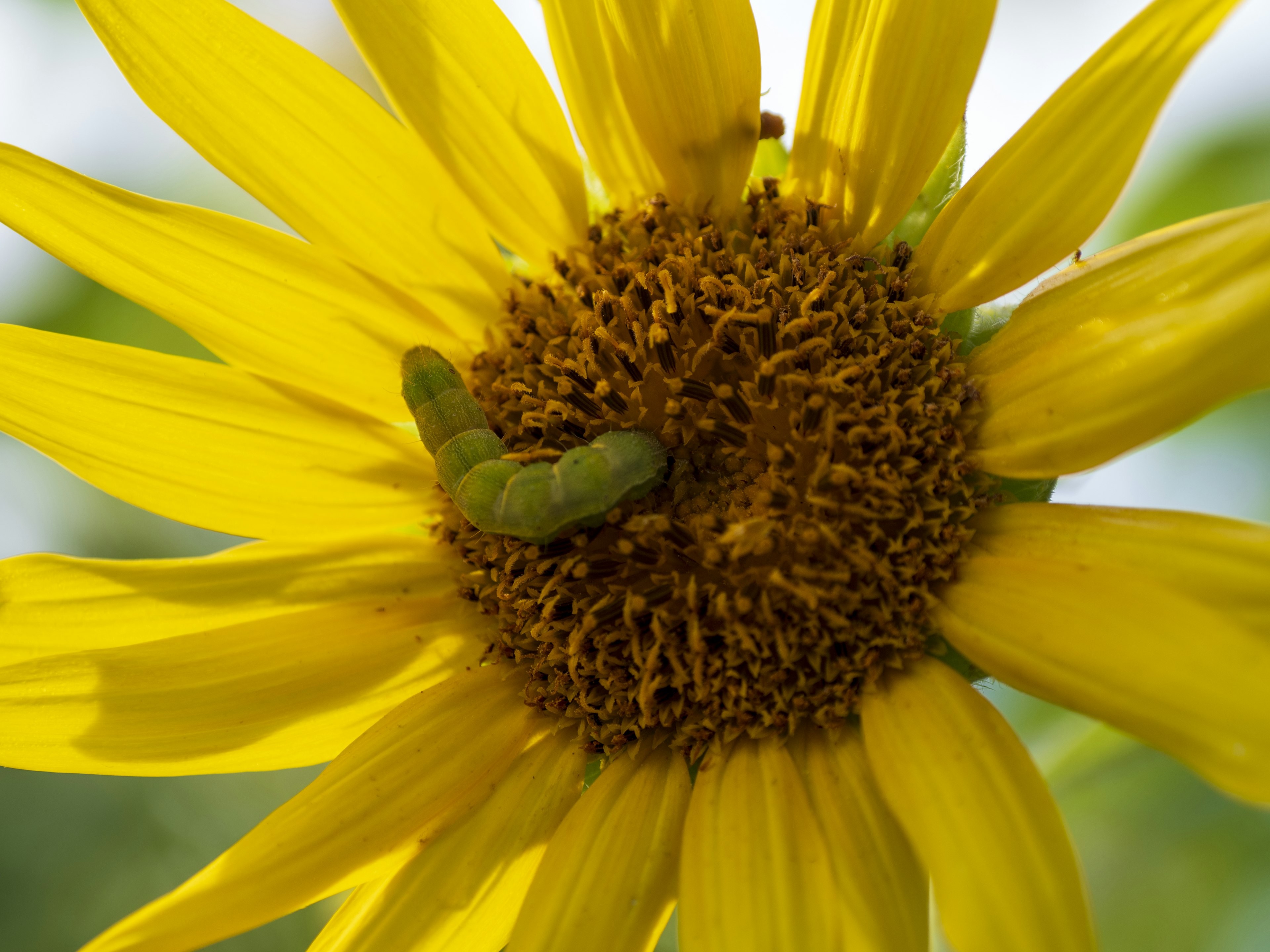 Un grande girasole con una bruchino verde al centro