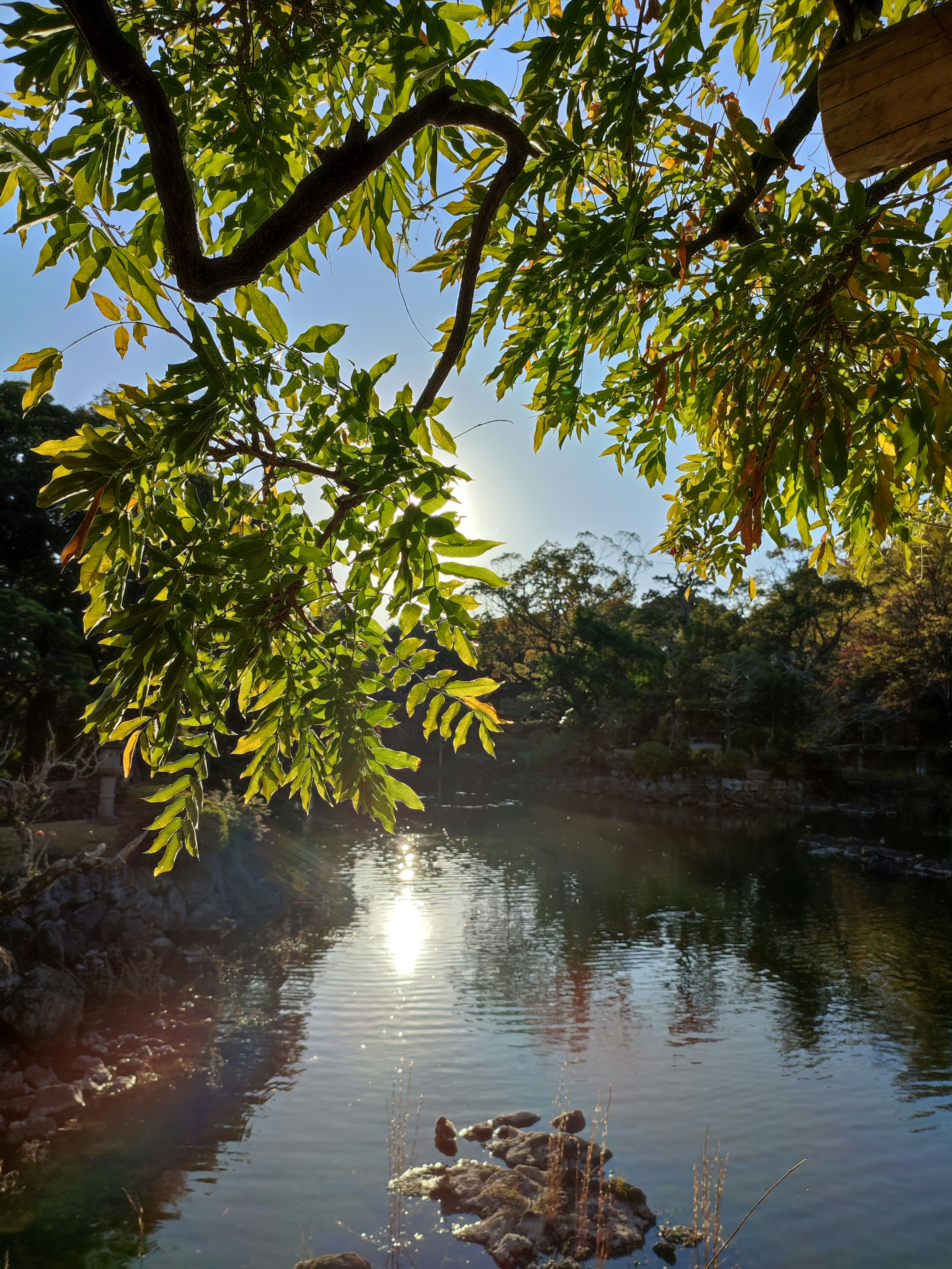 Serene lake view framed by vibrant green leaves