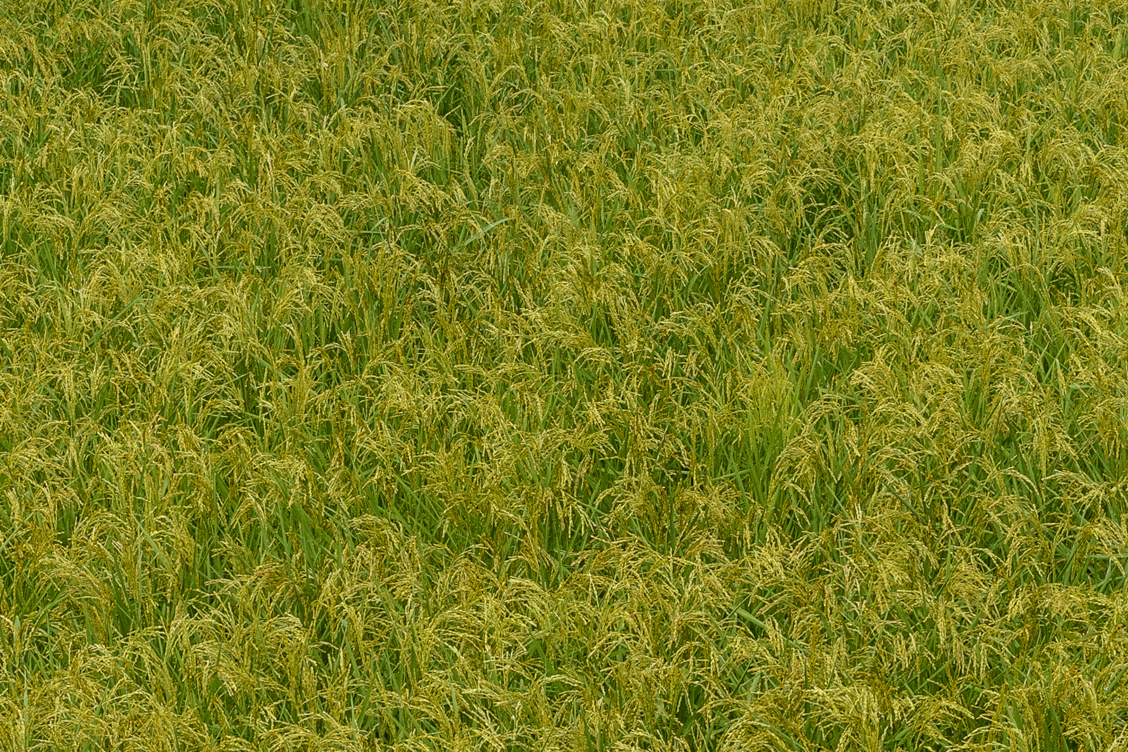 A field of green and yellow rice plants swaying gently