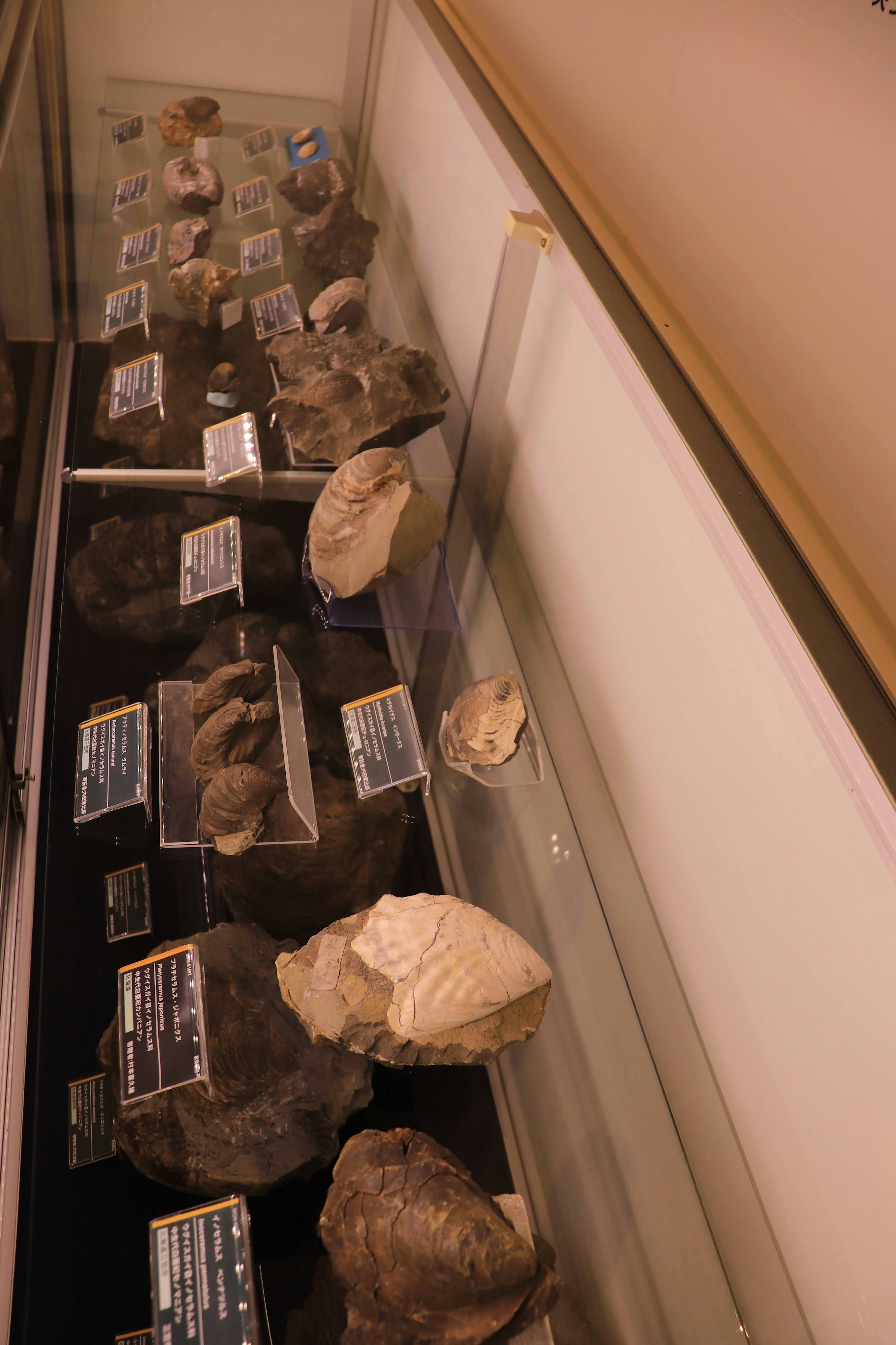 Display case featuring various rock and mineral specimens