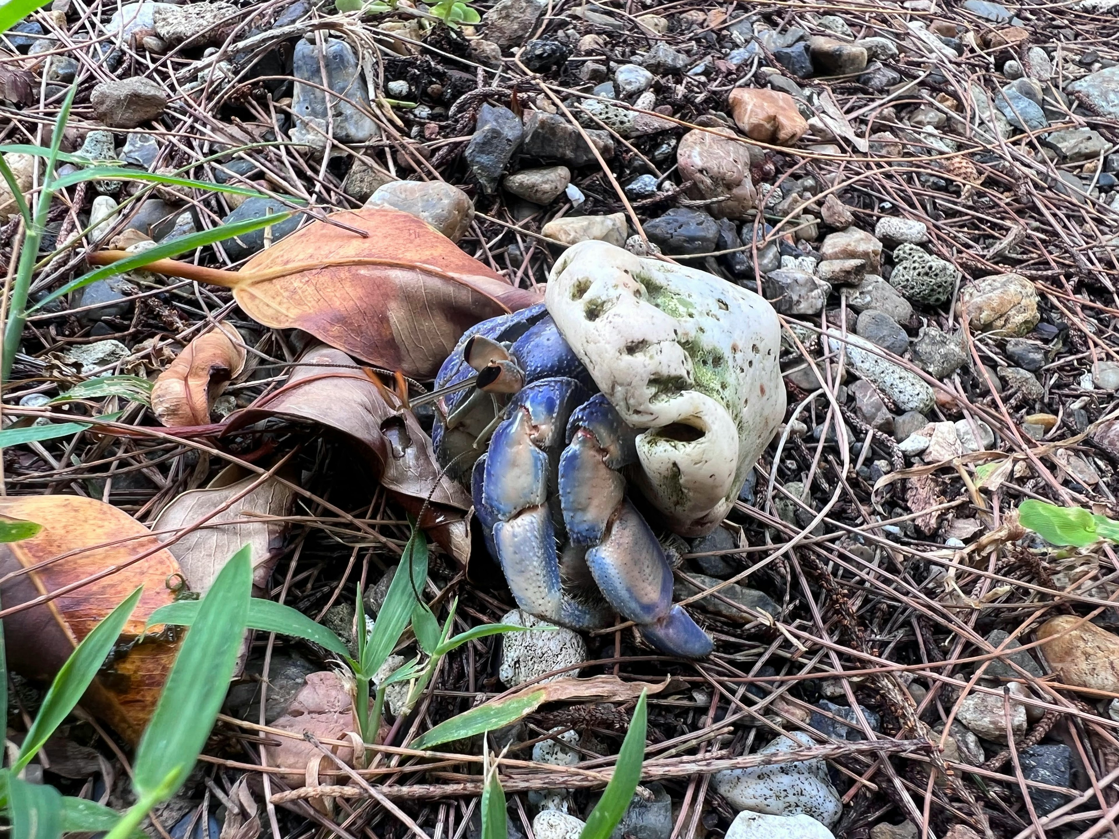 Cangrejo azul con una concha sobre piedras y hojas