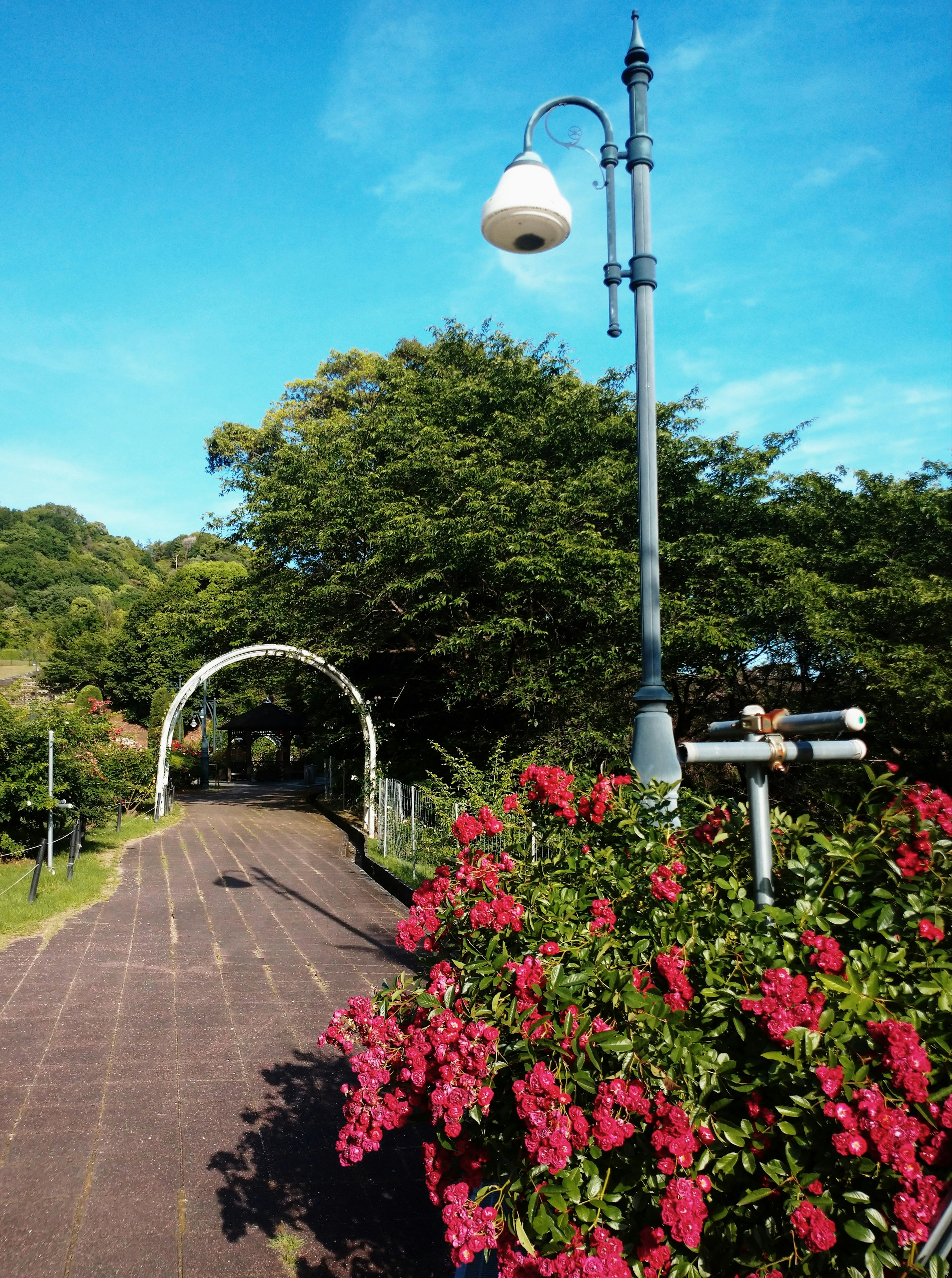 Sendero del parque con flores rojas en flor y una farola