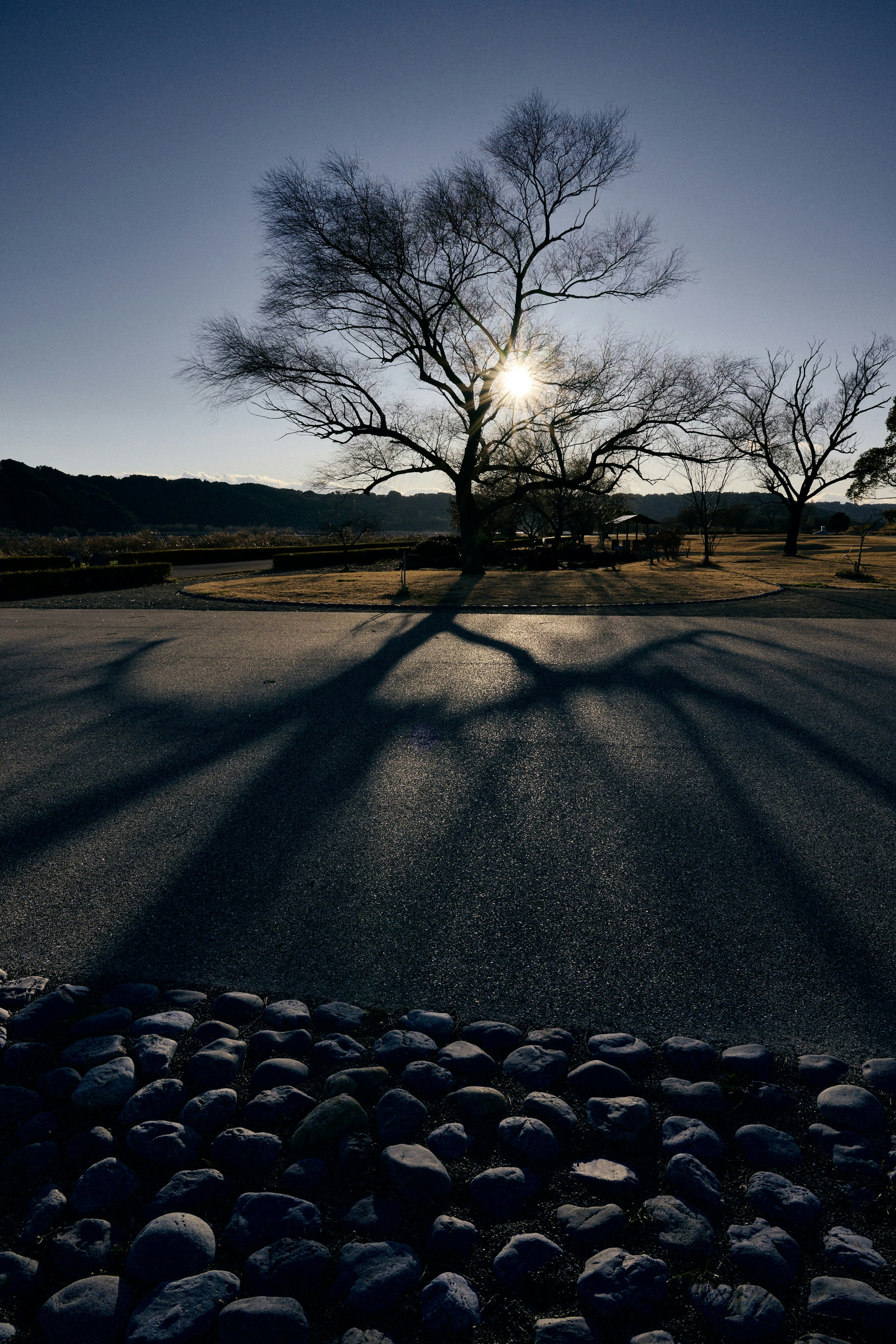 Albero che proietta lunghe ombre su un sentiero di pietre al tramonto