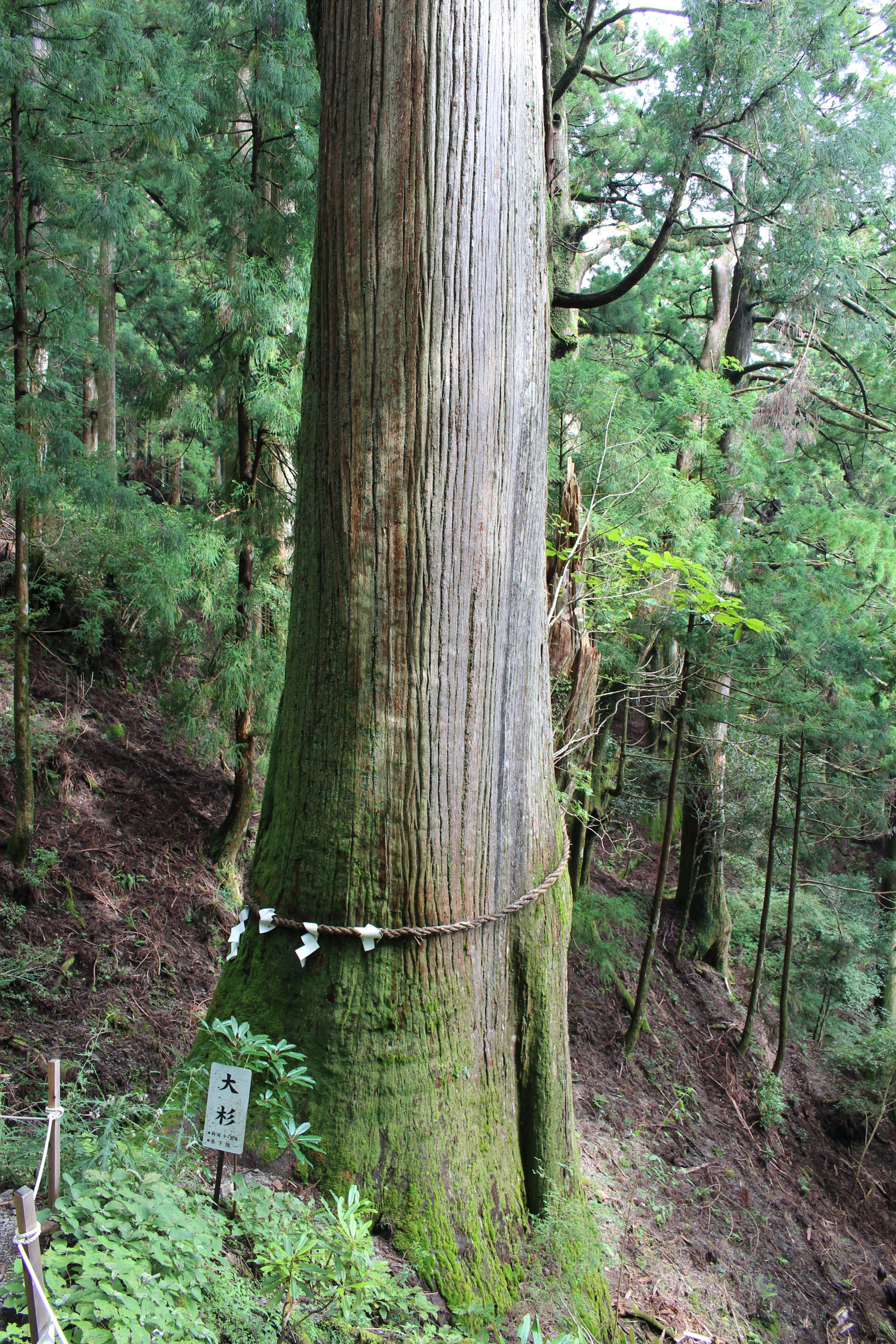 Un grand arbre enveloppé de tissu blanc dans un cadre forestier sacré