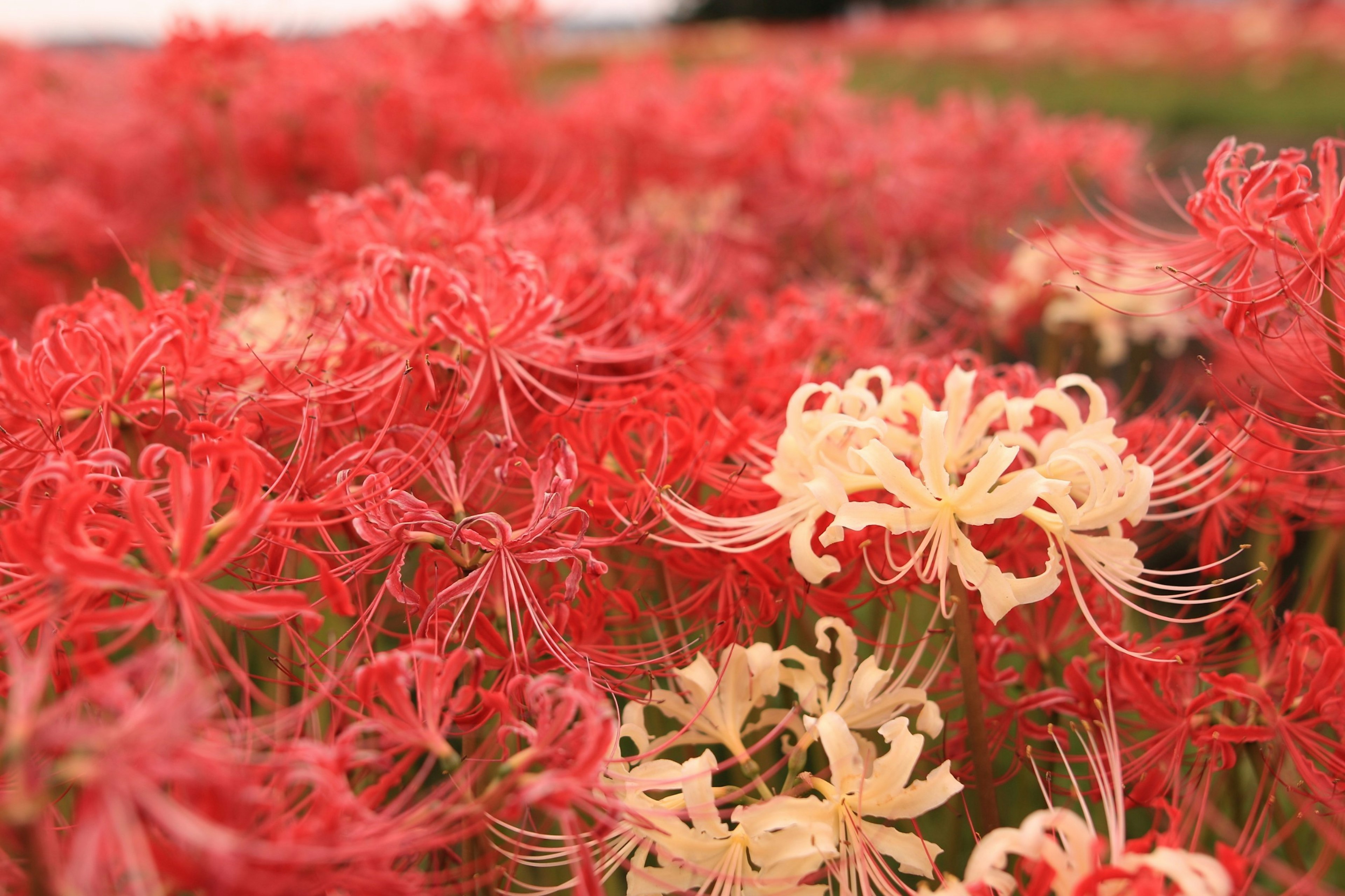 Campo de lirios araña rojos y blancos en flor