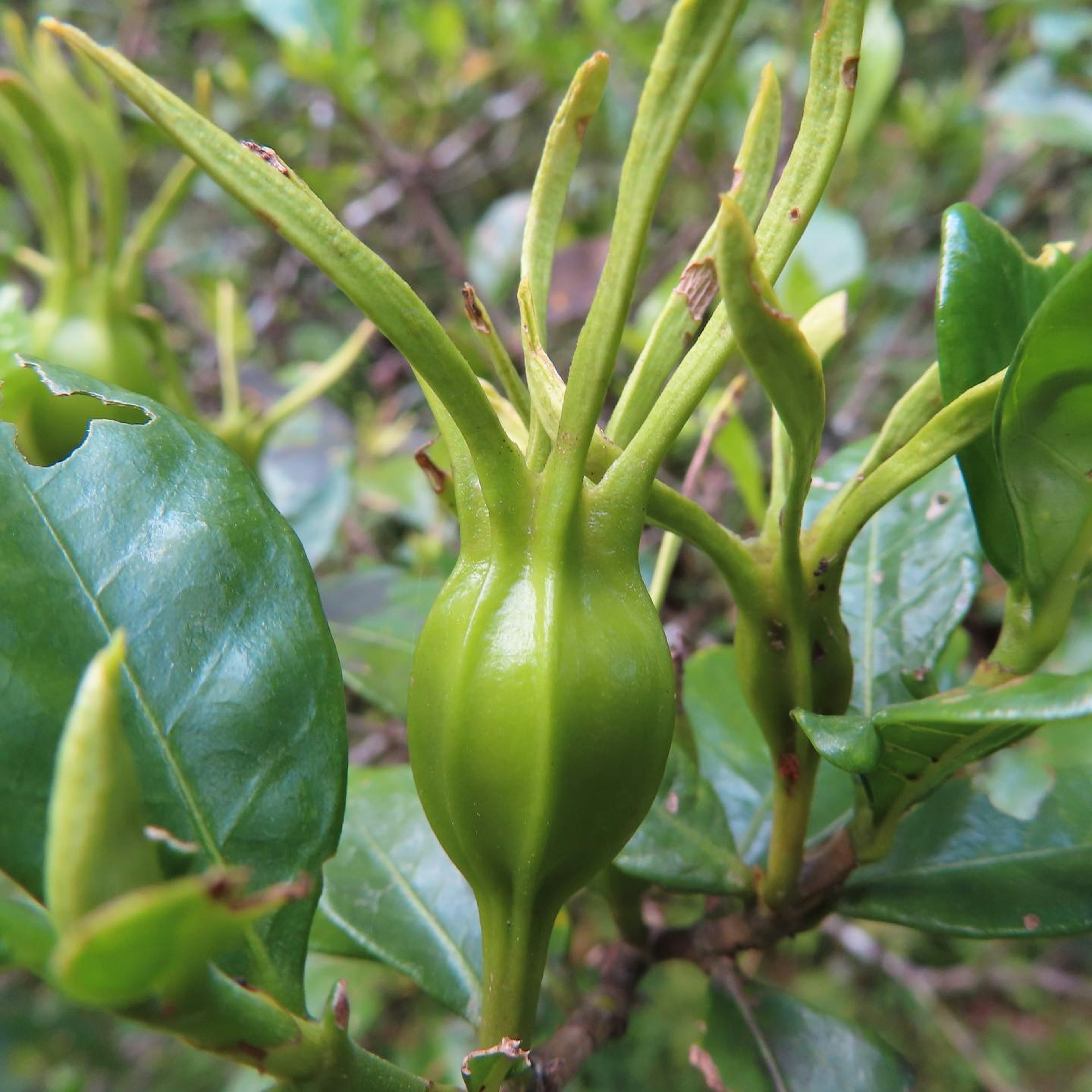 Primer plano de un fruto verde entre las hojas de una planta