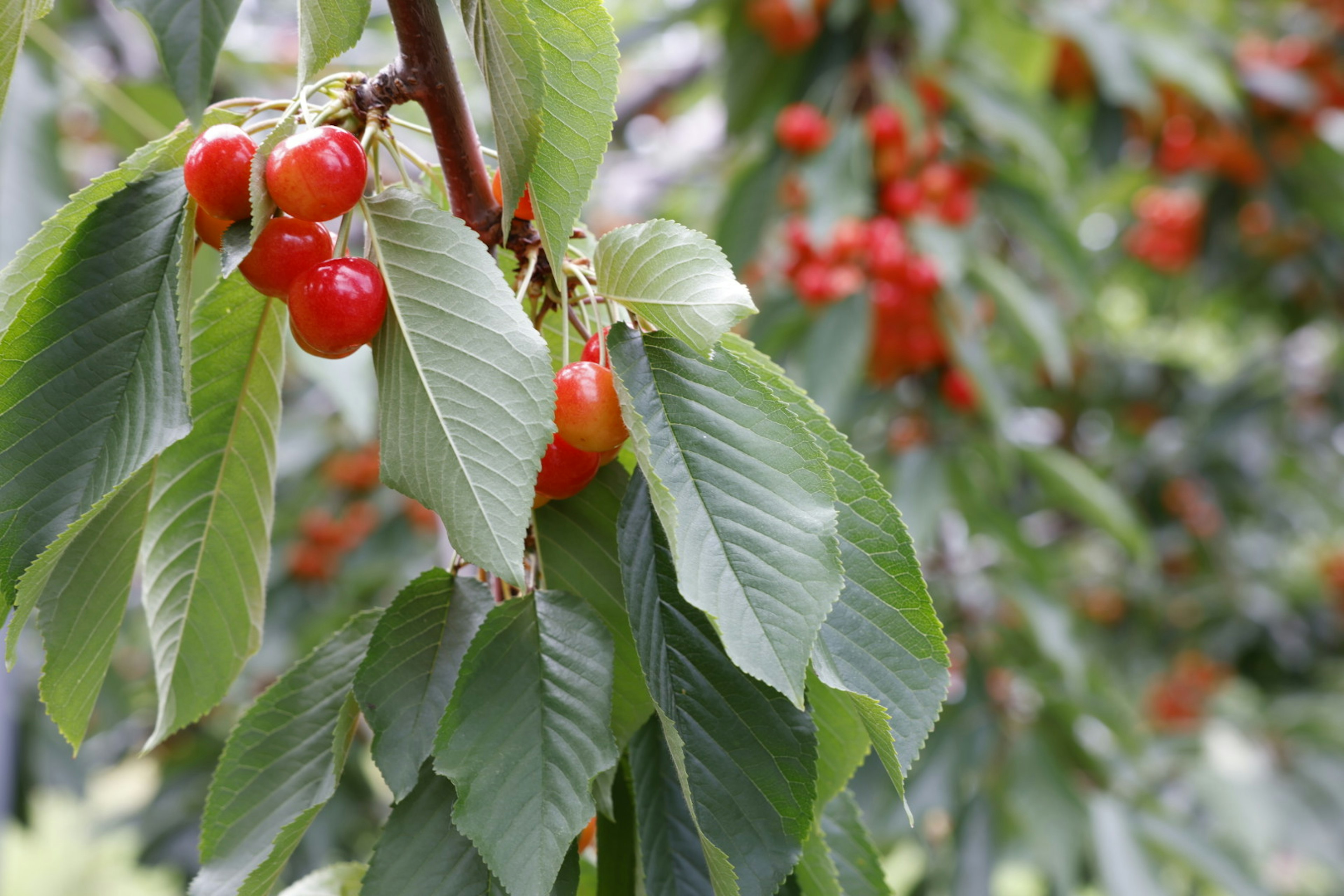 Rama con cerezas rojas brillantes y hojas verdes exuberantes