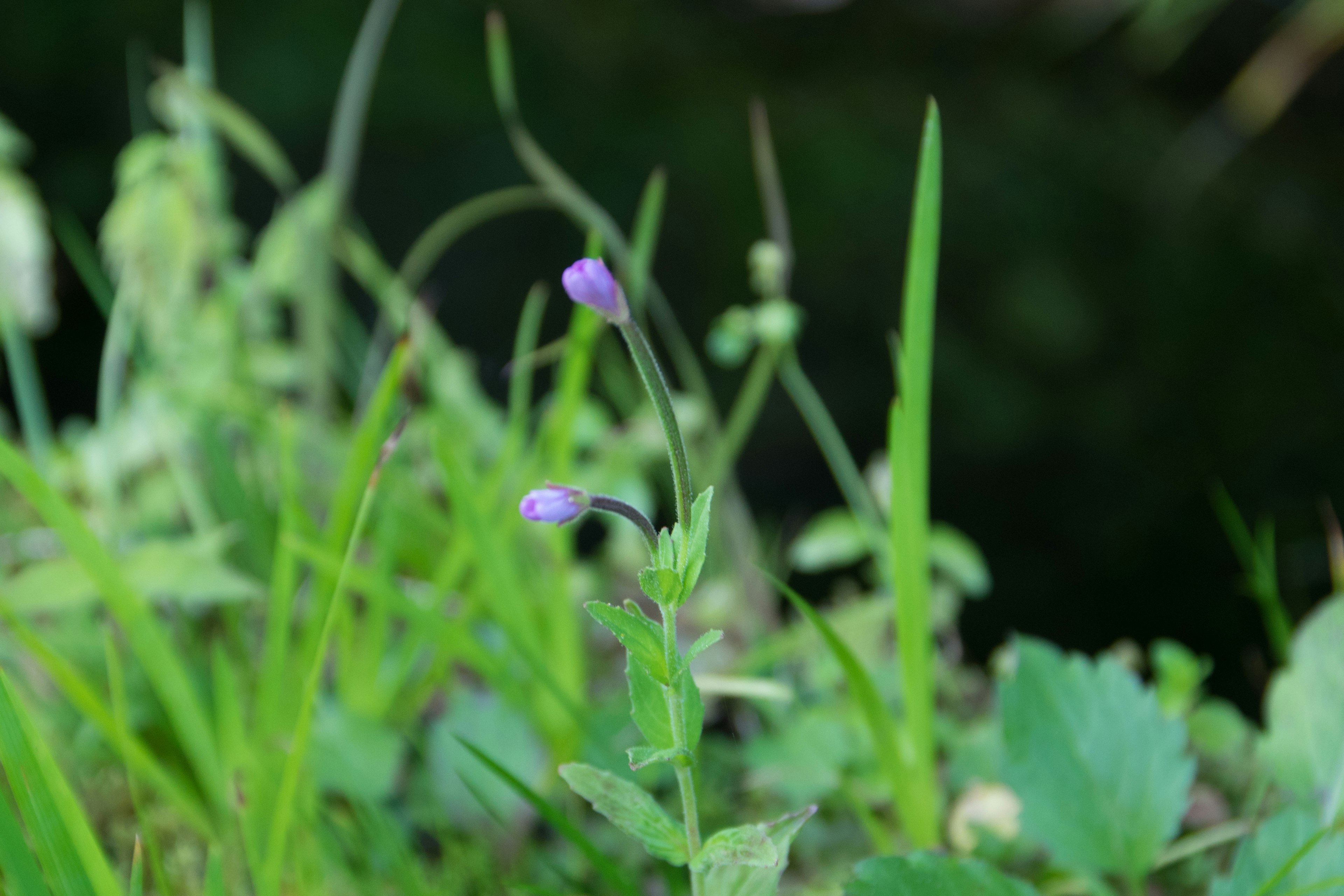 Herbe avec des bourgeons violets et un fond vert