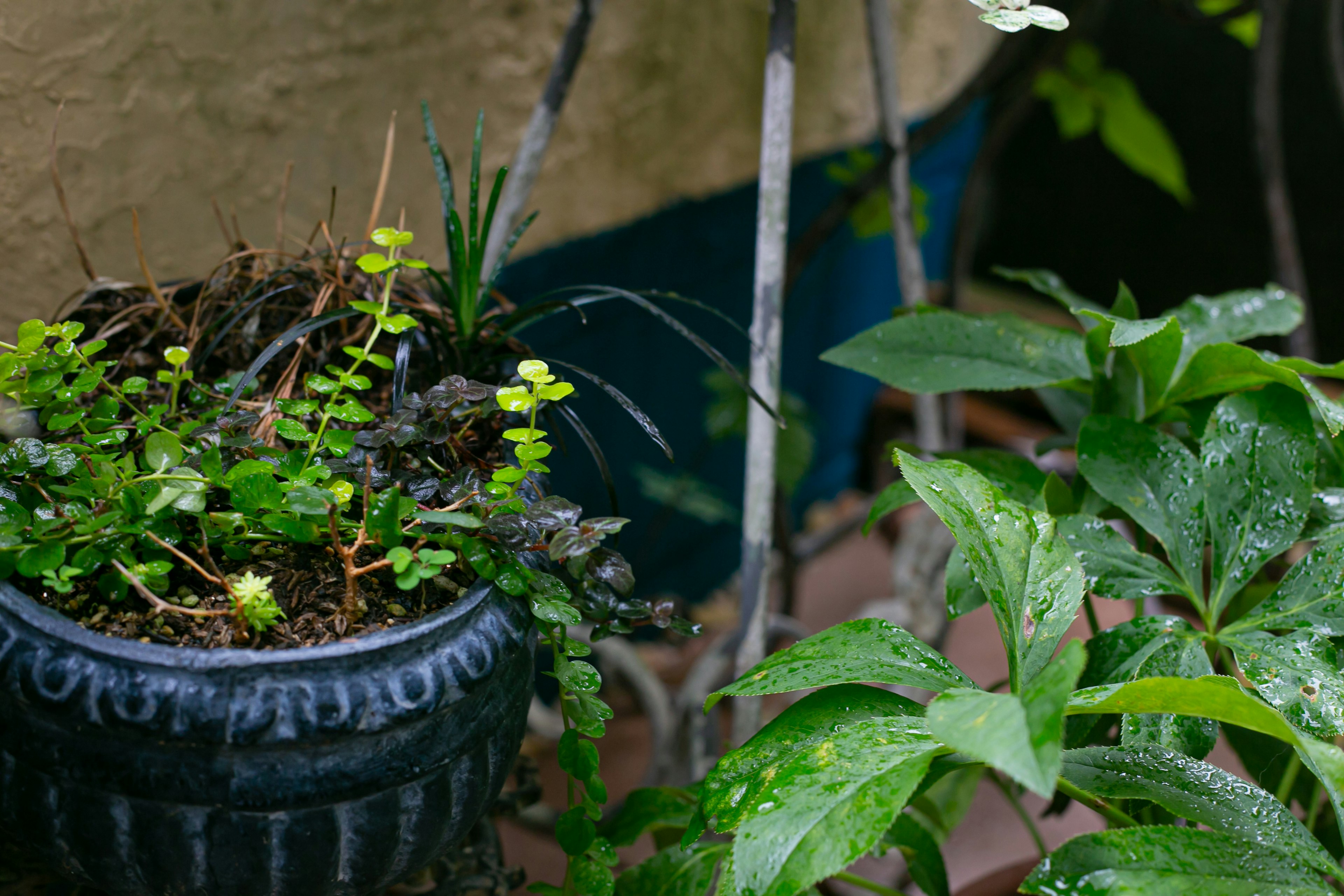 A black pot with green plants surrounded by lush leaves