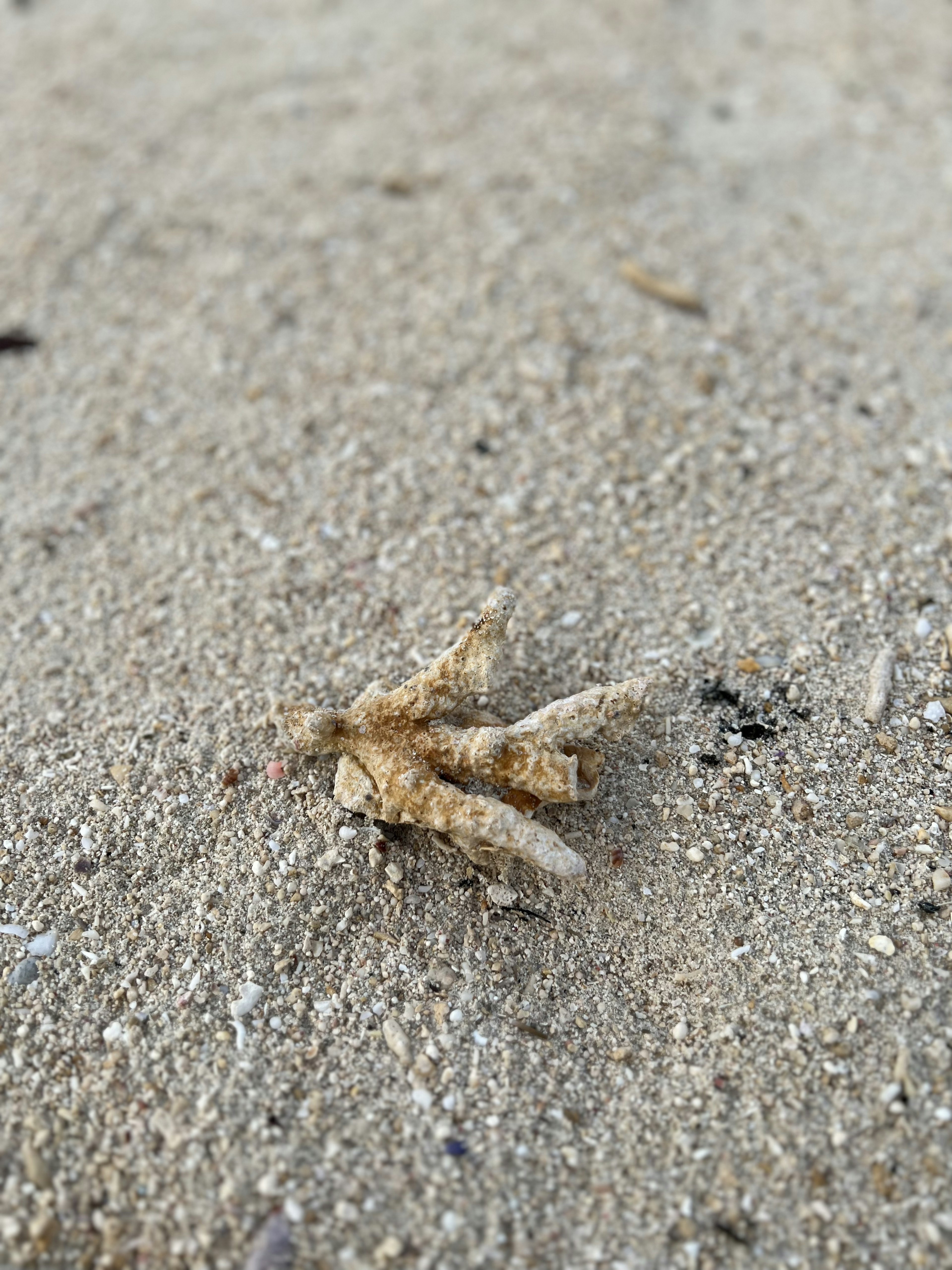 Nahaufnahme eines kleinen Insekts am Sandstrand