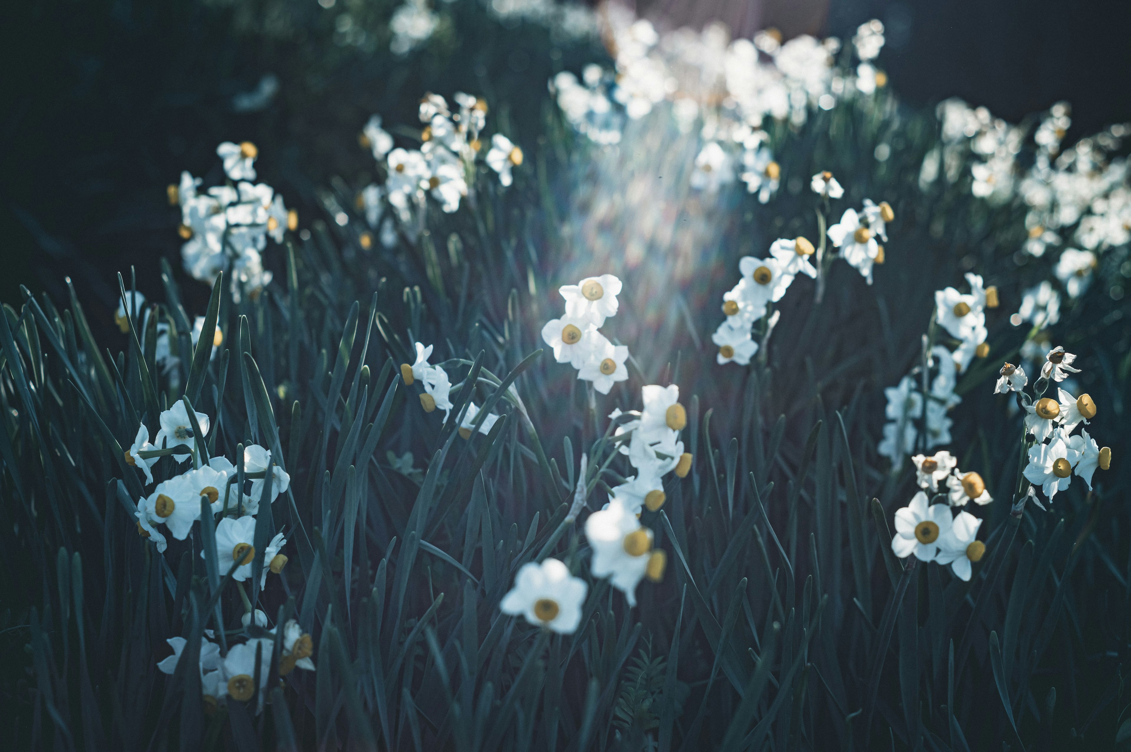 白い水仙の花が咲く緑の草原の写真