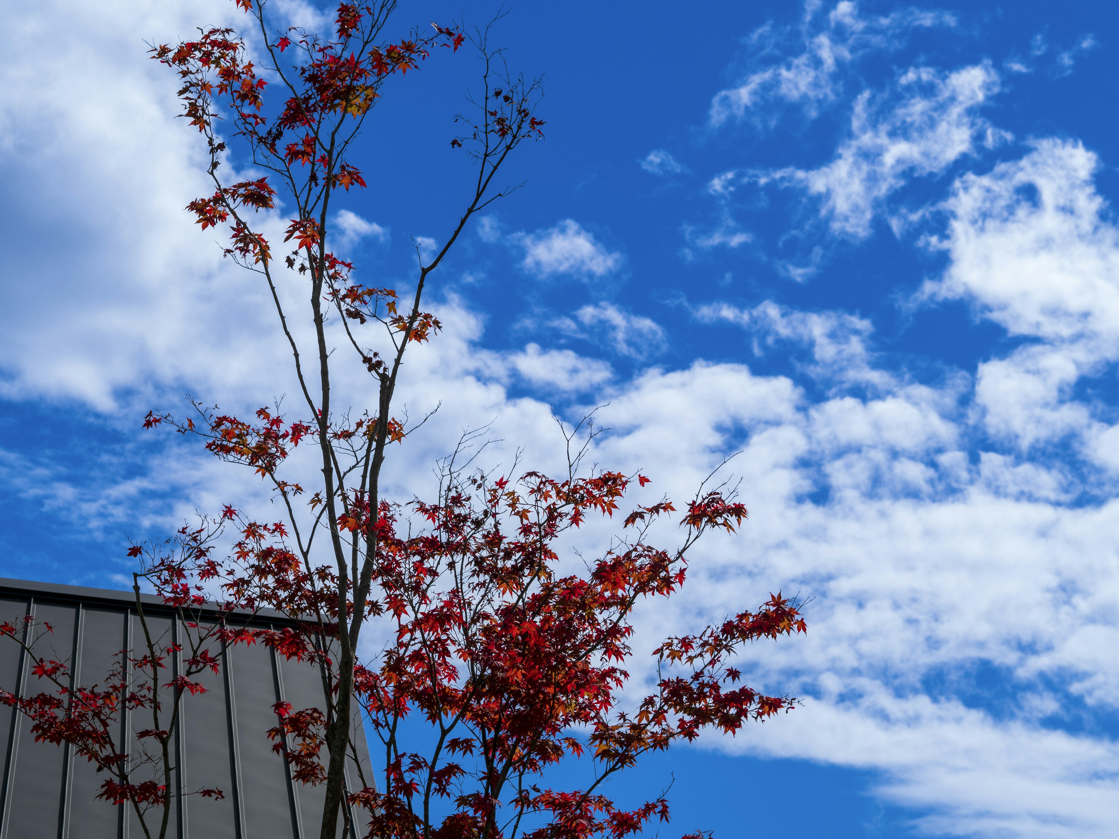 Árbol con hojas rojas contra un cielo azul y nubes blancas